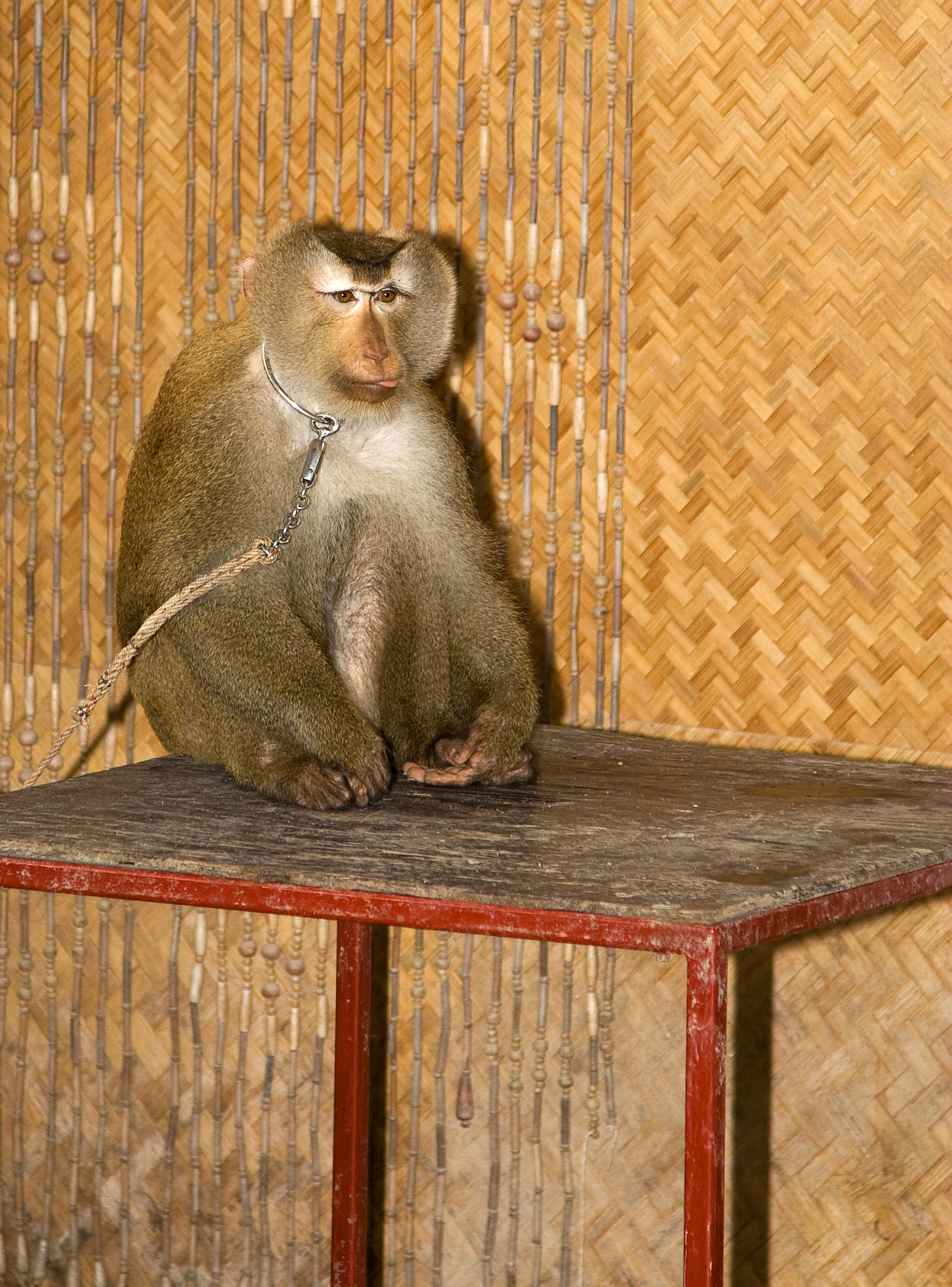 Canon EOS 30D + Canon EF 24-105mm F4L IS USM sample photo. Monkey photography