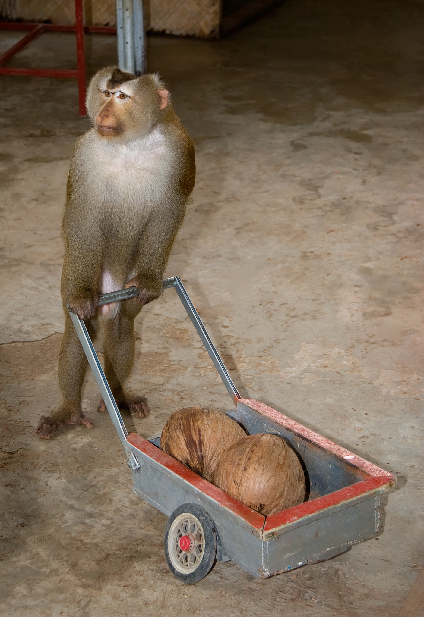 Canon EOS 30D + Canon EF 24-105mm F4L IS USM sample photo. Monkey photography