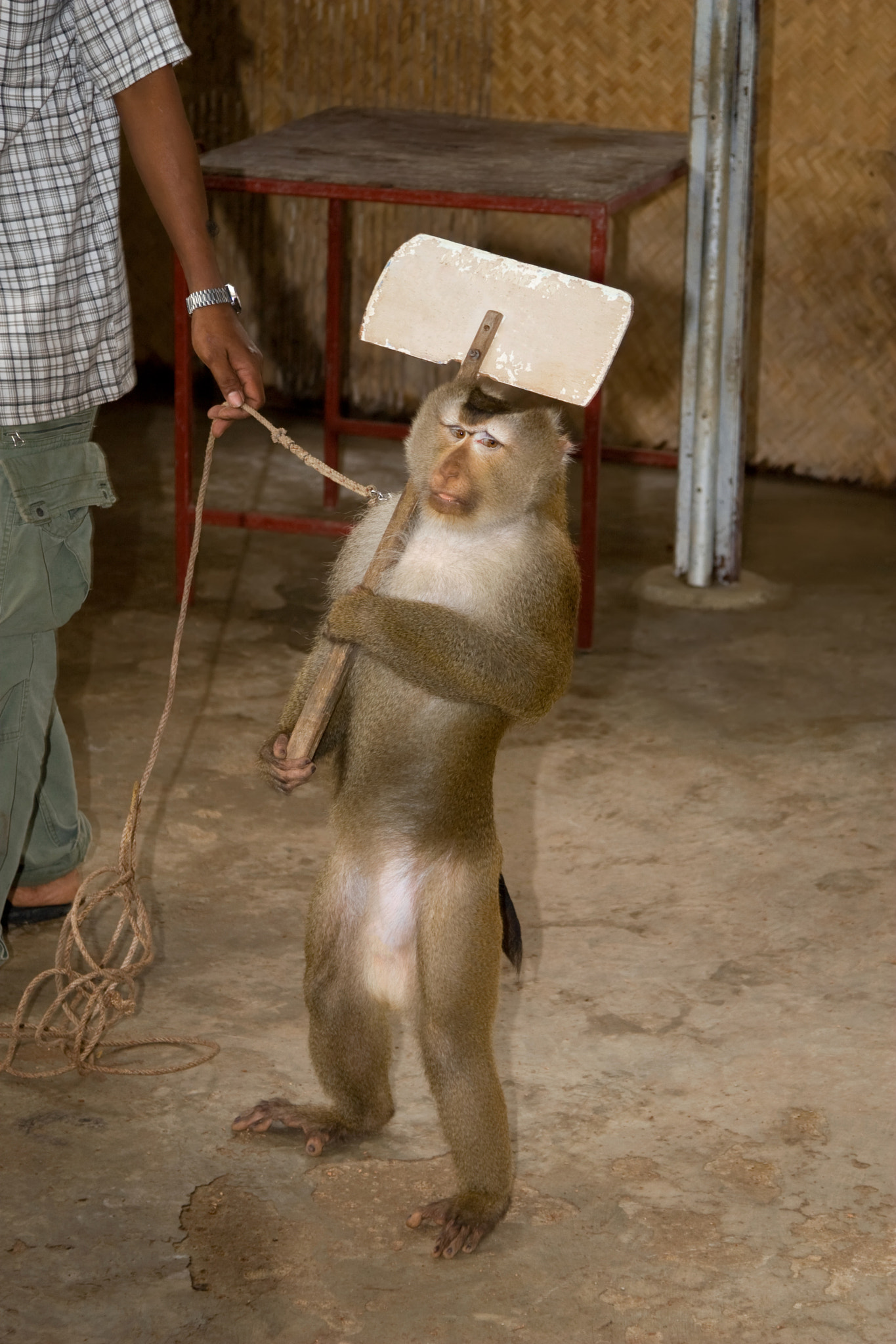 Canon EOS 30D + Canon EF 24-105mm F4L IS USM sample photo. Monkey photography