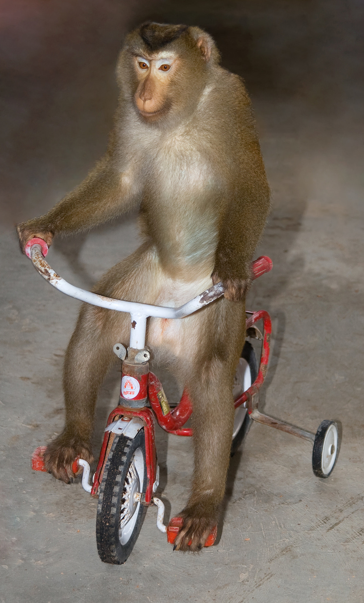 Canon EOS 30D + Canon EF 24-105mm F4L IS USM sample photo. Monkey photography