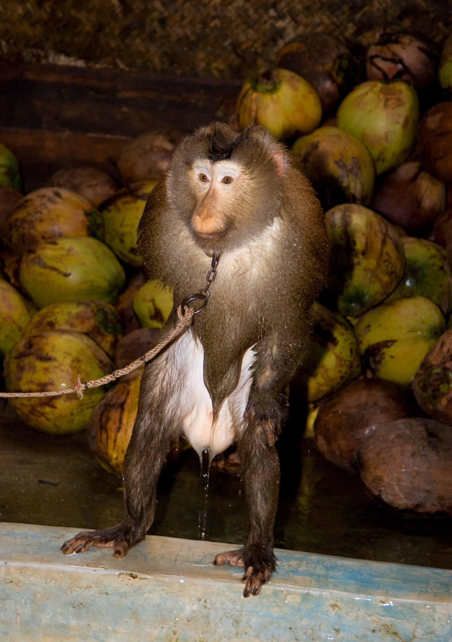 Canon EOS 30D + Canon EF 24-105mm F4L IS USM sample photo. Monkey photography
