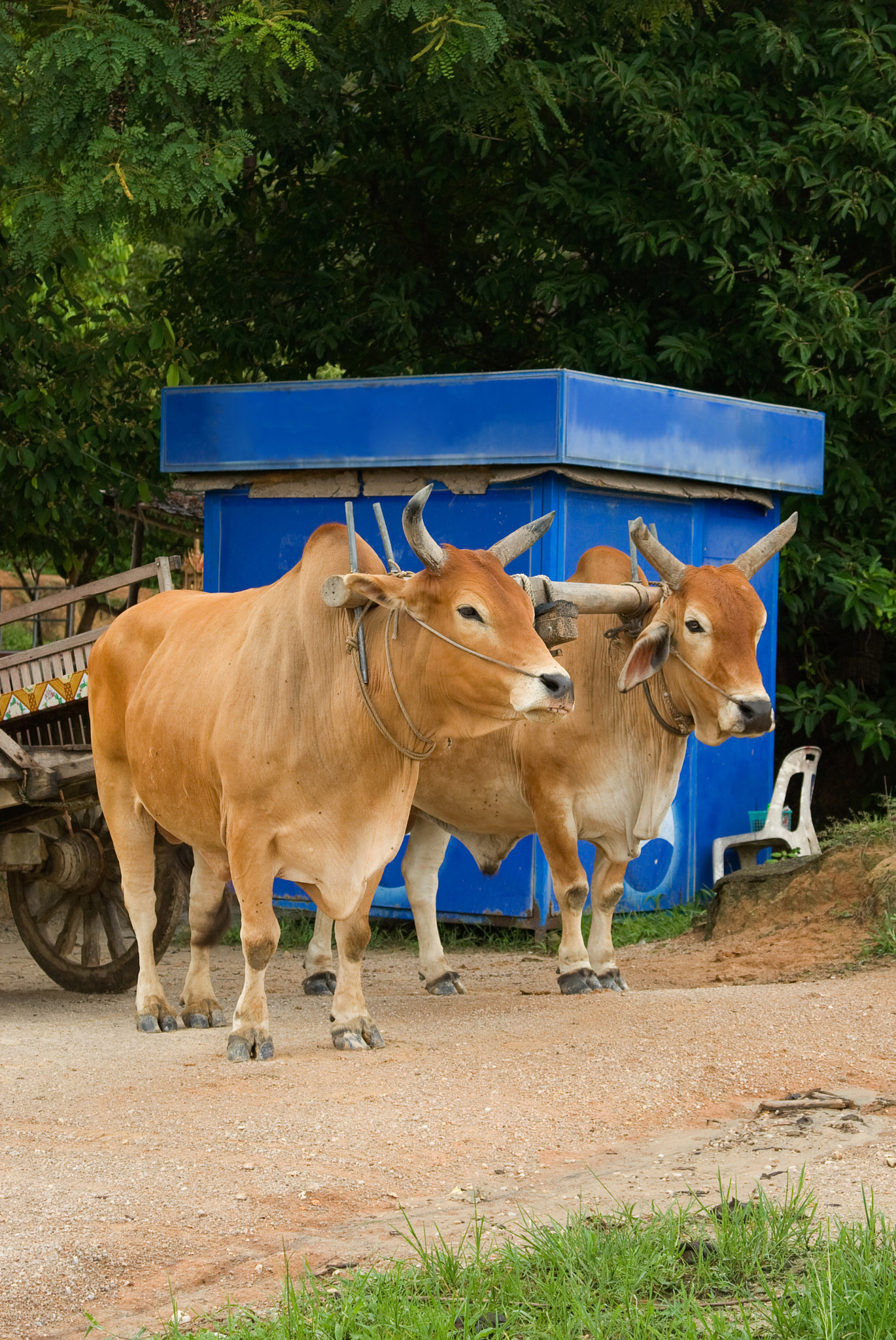 Canon EOS 30D + Canon EF 24-105mm F4L IS USM sample photo. Cows photography
