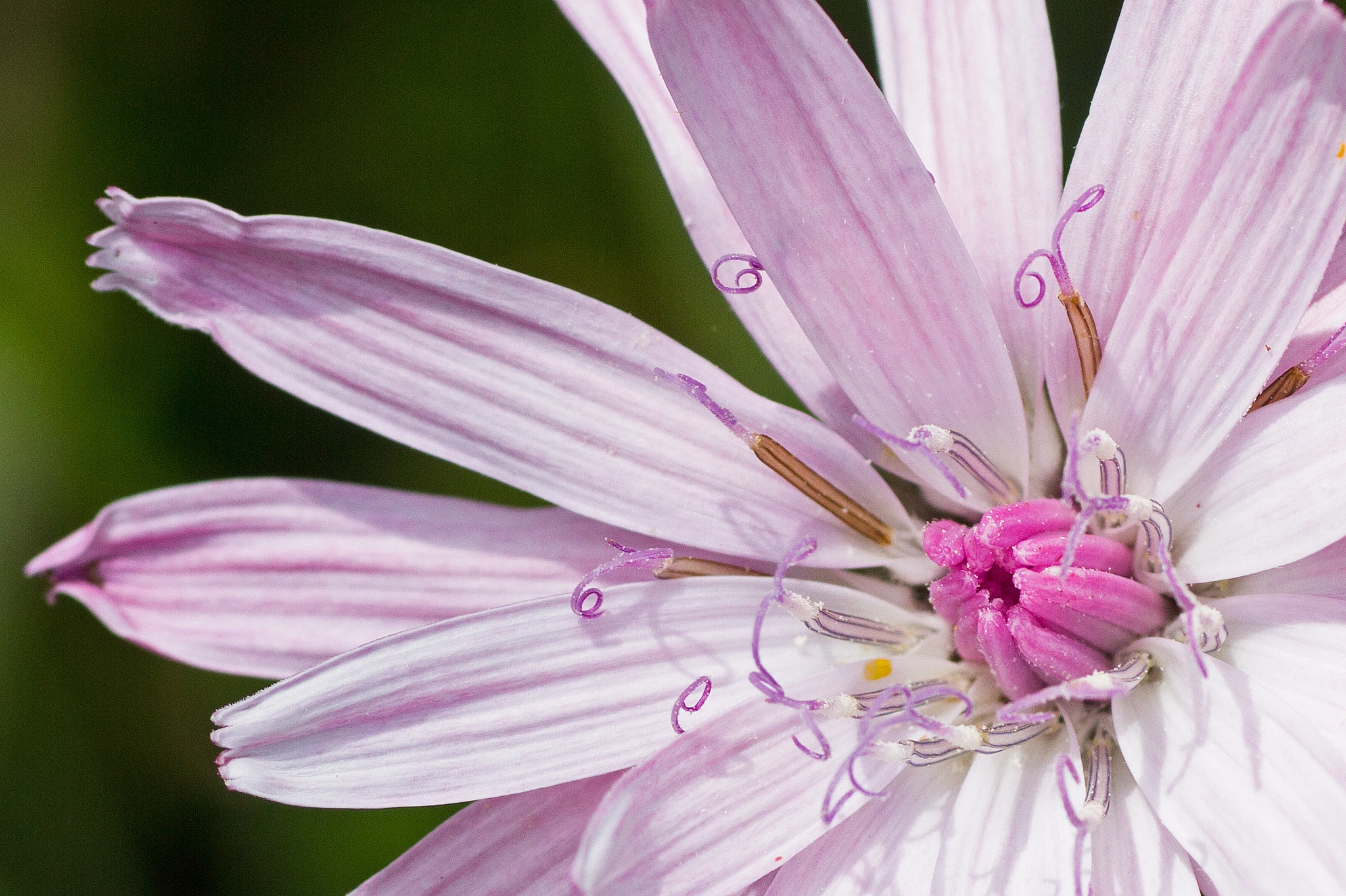 Canon EOS 60D + Tamron SP AF 90mm F2.8 Di Macro sample photo. Silver and gold photography