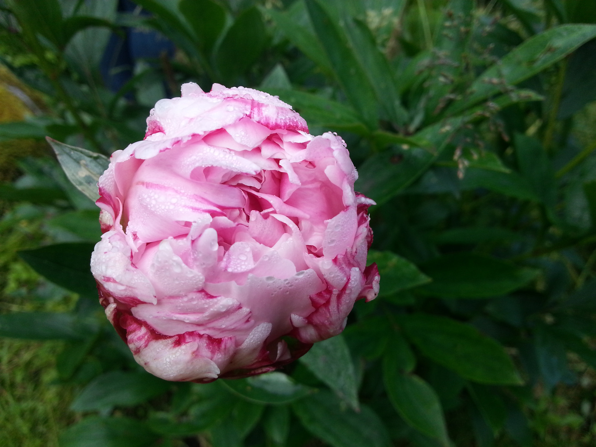 Samsung GT-I8750 sample photo. Peony flower early in the morning photography