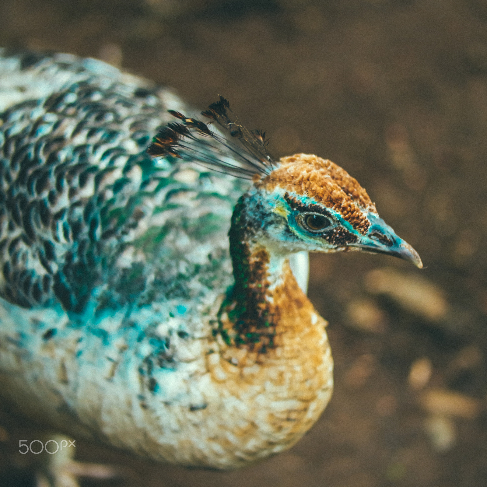 Samsung NX3000 + Samsung NX 45mm F1.8 sample photo. Beauty bird's eye photography