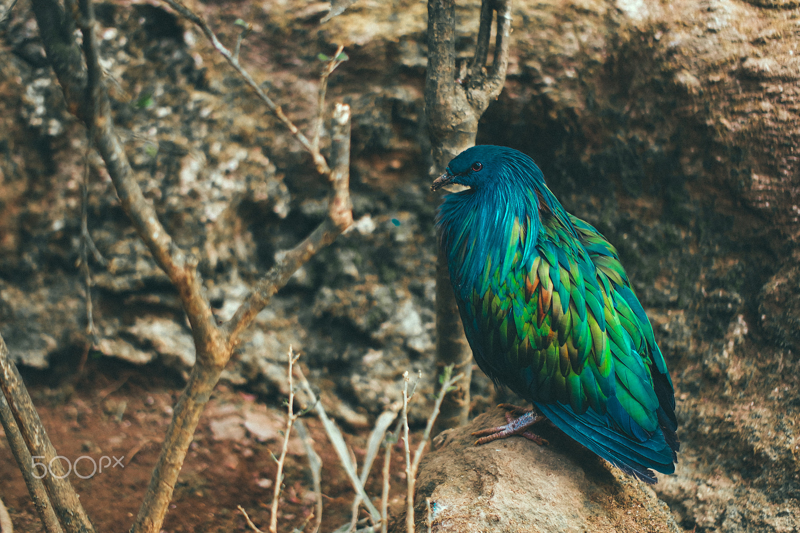 Samsung NX3000 + Samsung NX 45mm F1.8 sample photo. Blue green bird photography