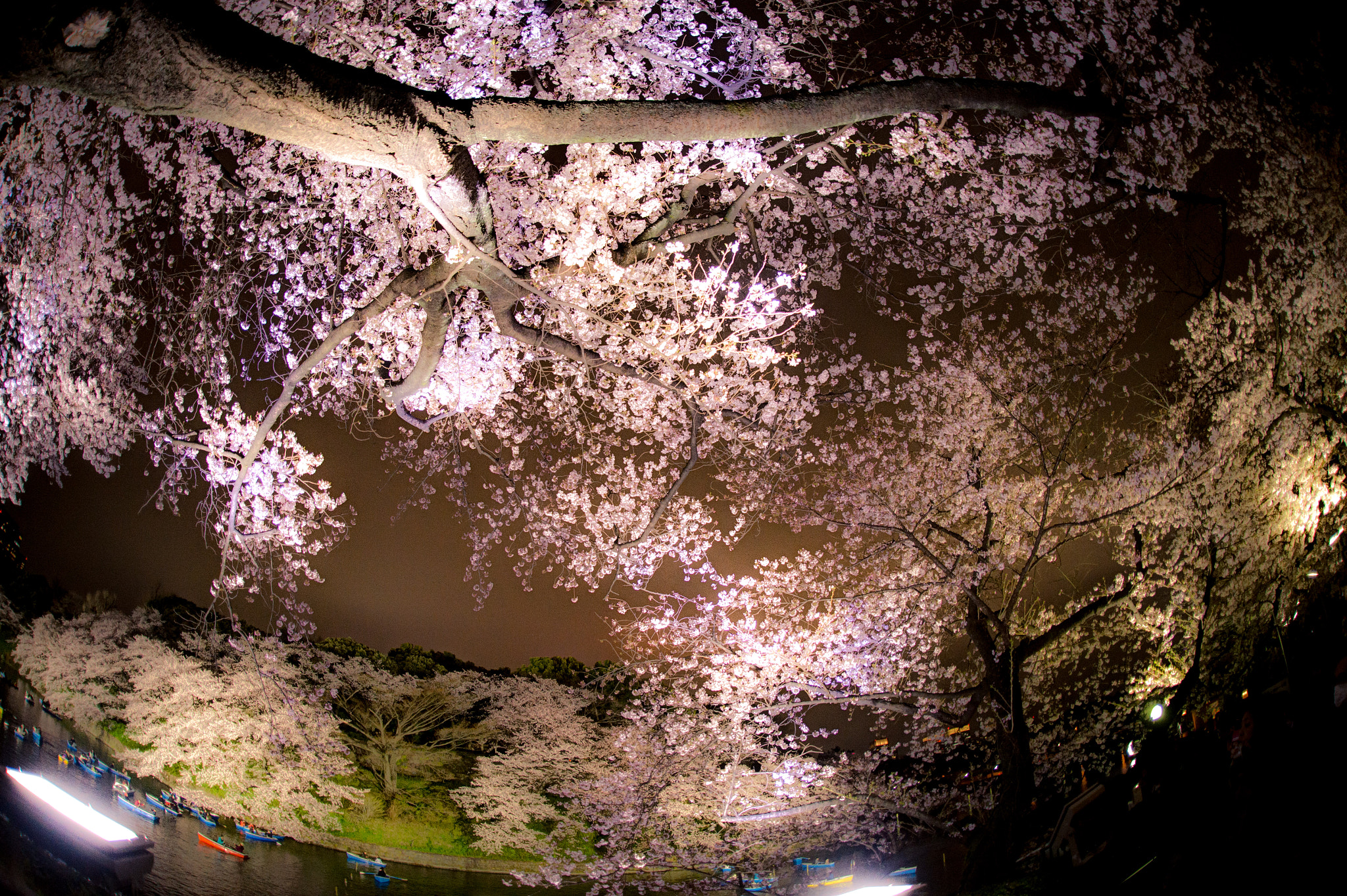 Nikon D4 + Sigma 15mm F2.8 EX DG Diagonal Fisheye sample photo. Yozakura photography