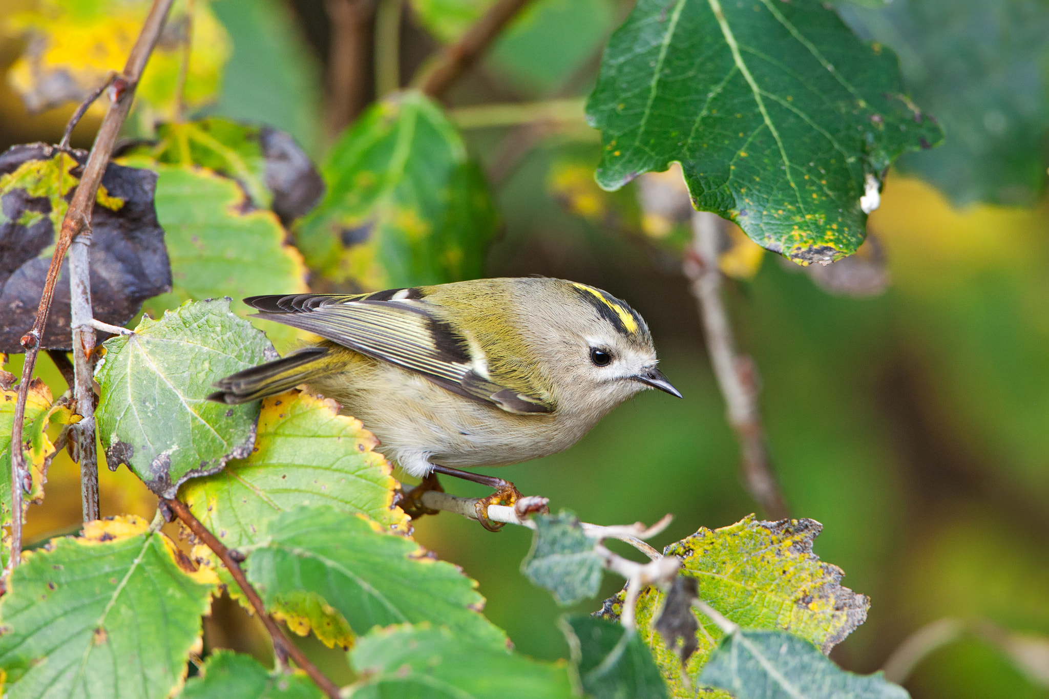 Canon EF 500mm F4L IS USM sample photo. Goldcrest photography