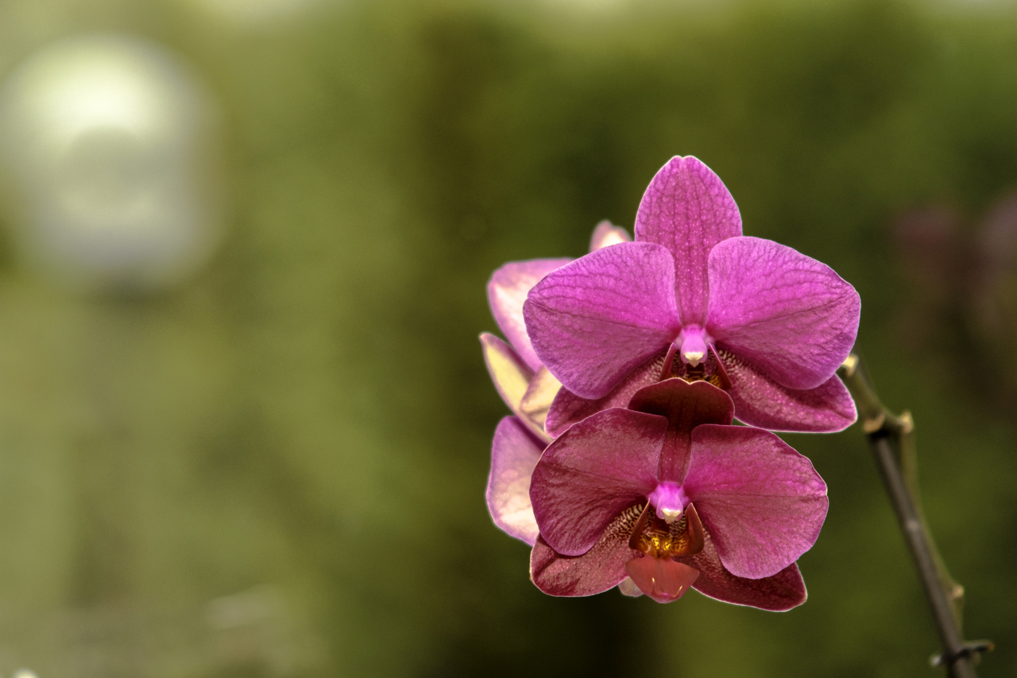 AF Zoom-Nikkor 35-135mm f/3.5-4.5 sample photo. Orchid 1/3. photography