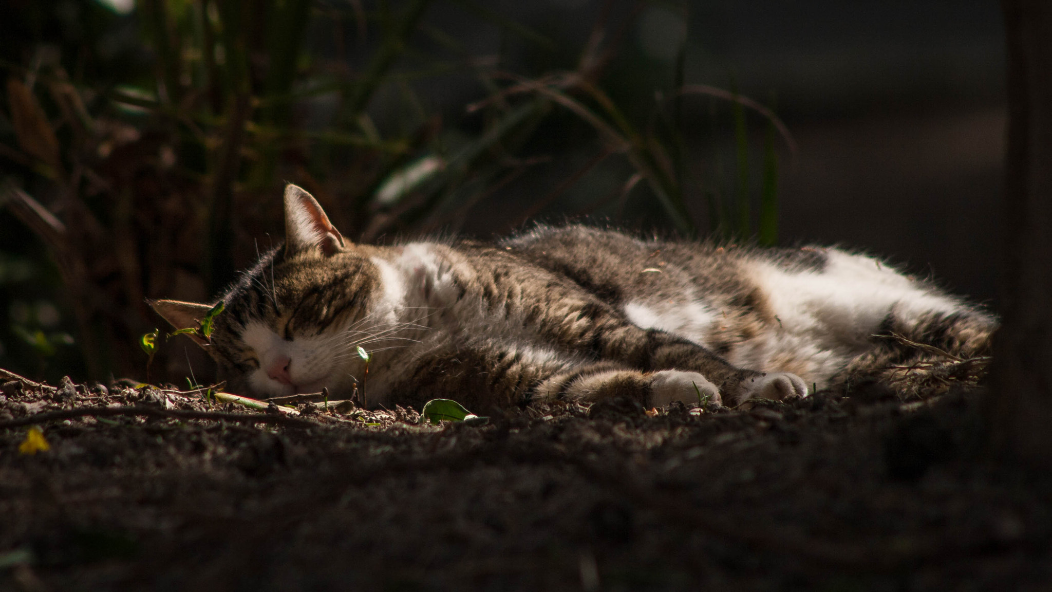 Canon EF 90-300mm F4.5-5.6 sample photo. Happy kitty, sleepy kitty, purr, purr, purr... photography