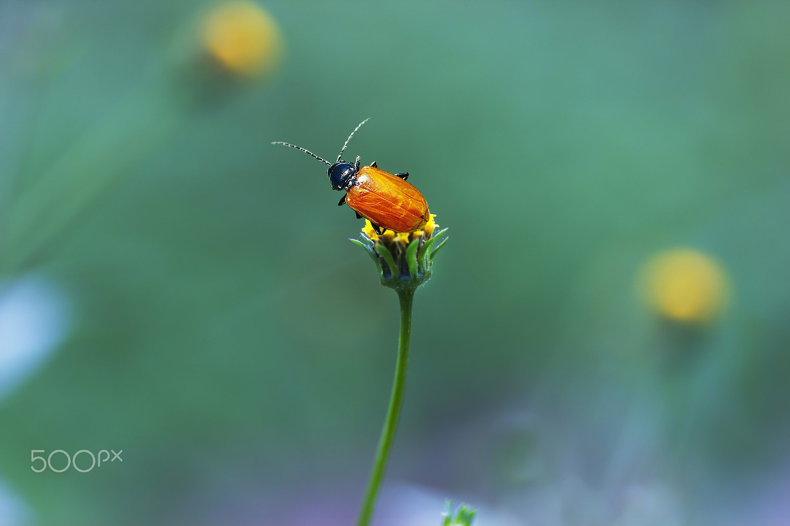 Canon EOS 550D (EOS Rebel T2i / EOS Kiss X4) + Tamron SP AF 90mm F2.8 Di Macro sample photo. 路边的野花.jpg photography