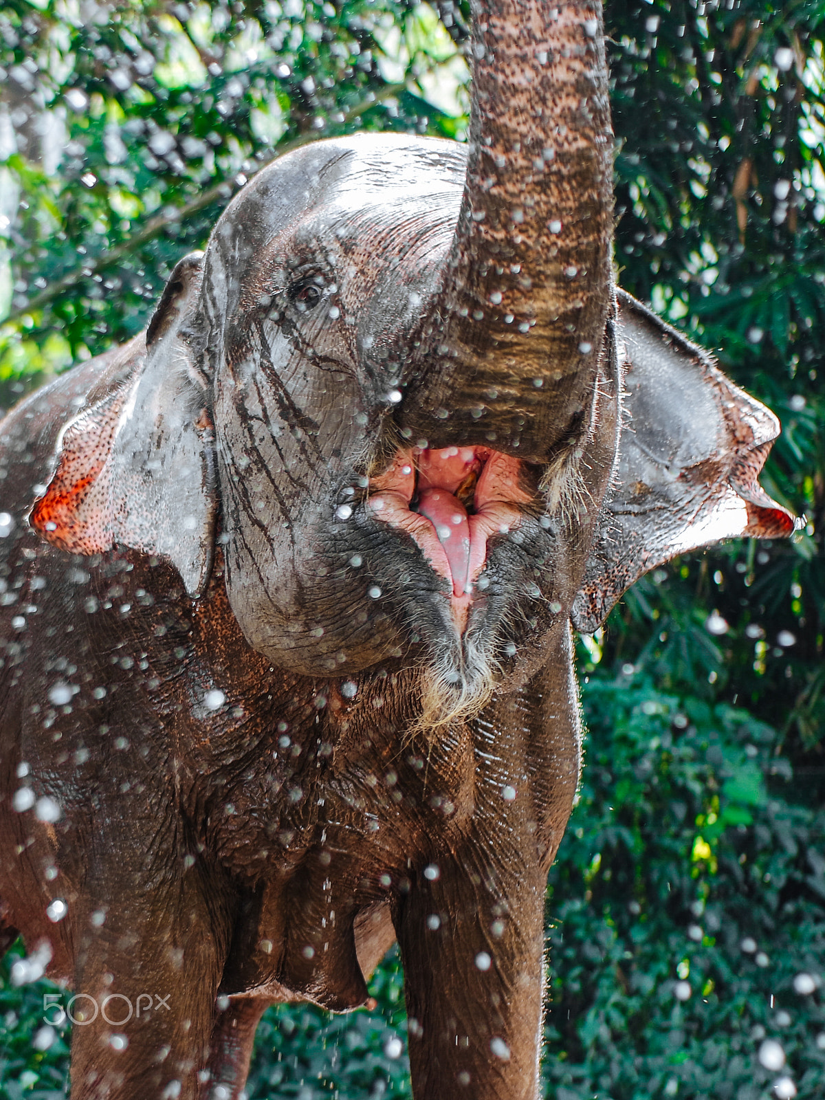 Samsung NX3000 + Samsung NX 45mm F1.8 sample photo. Happy elephant photography