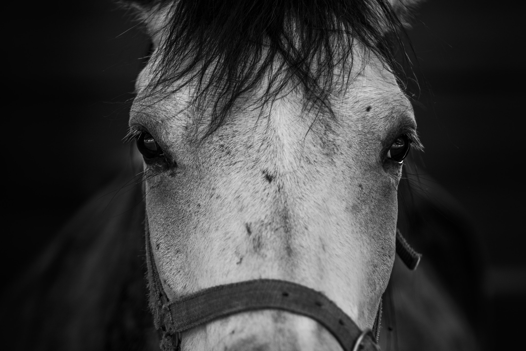 Canon EF 70-200mm F2.8L IS II USM sample photo. Horse forelock photography