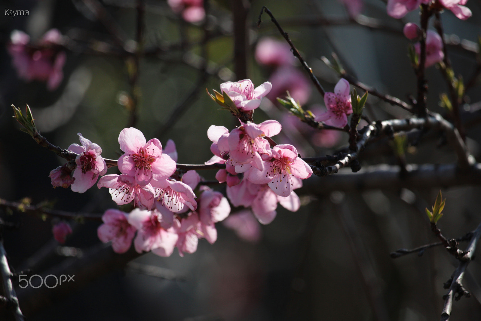 Canon EF-S 55-250mm F4-5.6 IS STM sample photo. Spring is coming! photography