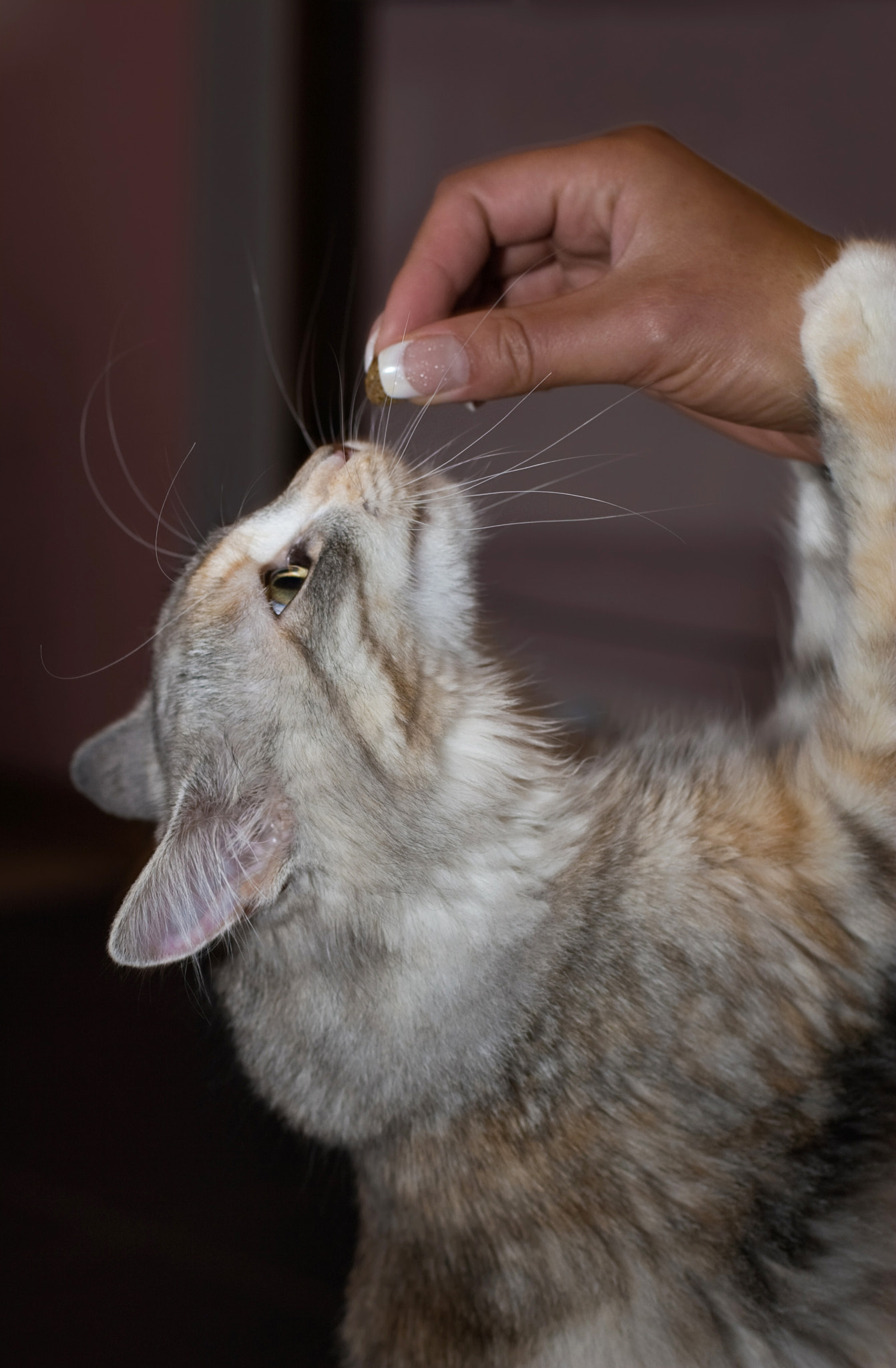 Canon EOS 30D + Canon EF 50mm F1.4 USM sample photo. Eating cat photography