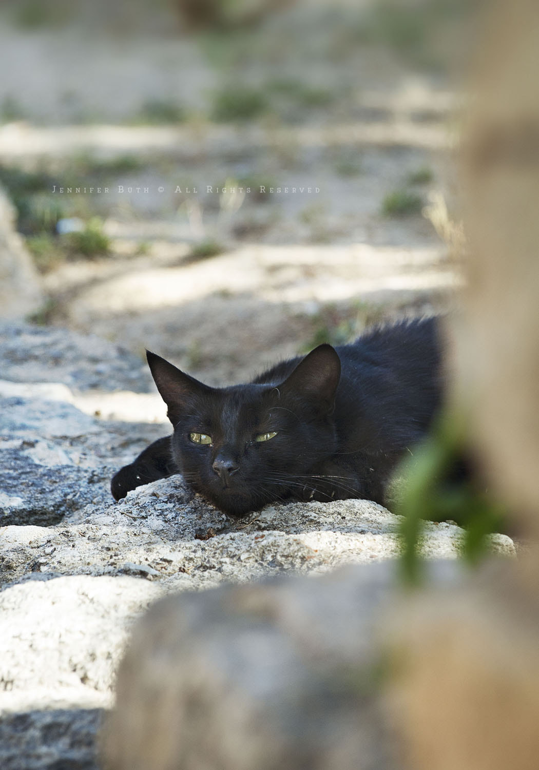 Olympus Zuiko Digital ED 40-150mm F4.0-5.6 sample photo. Chilling cat photography