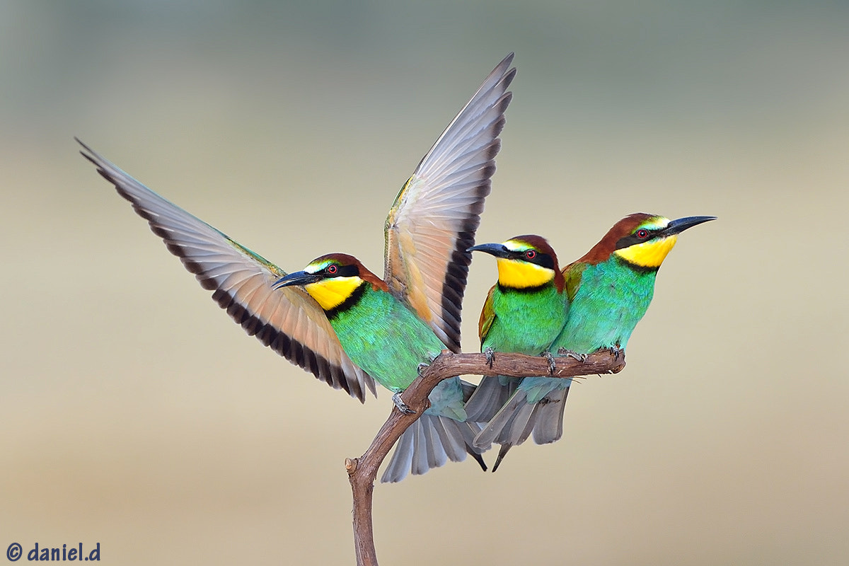 Nikon AF-S Nikkor 500mm F4D ED-IF II sample photo. Bee-eaters photography