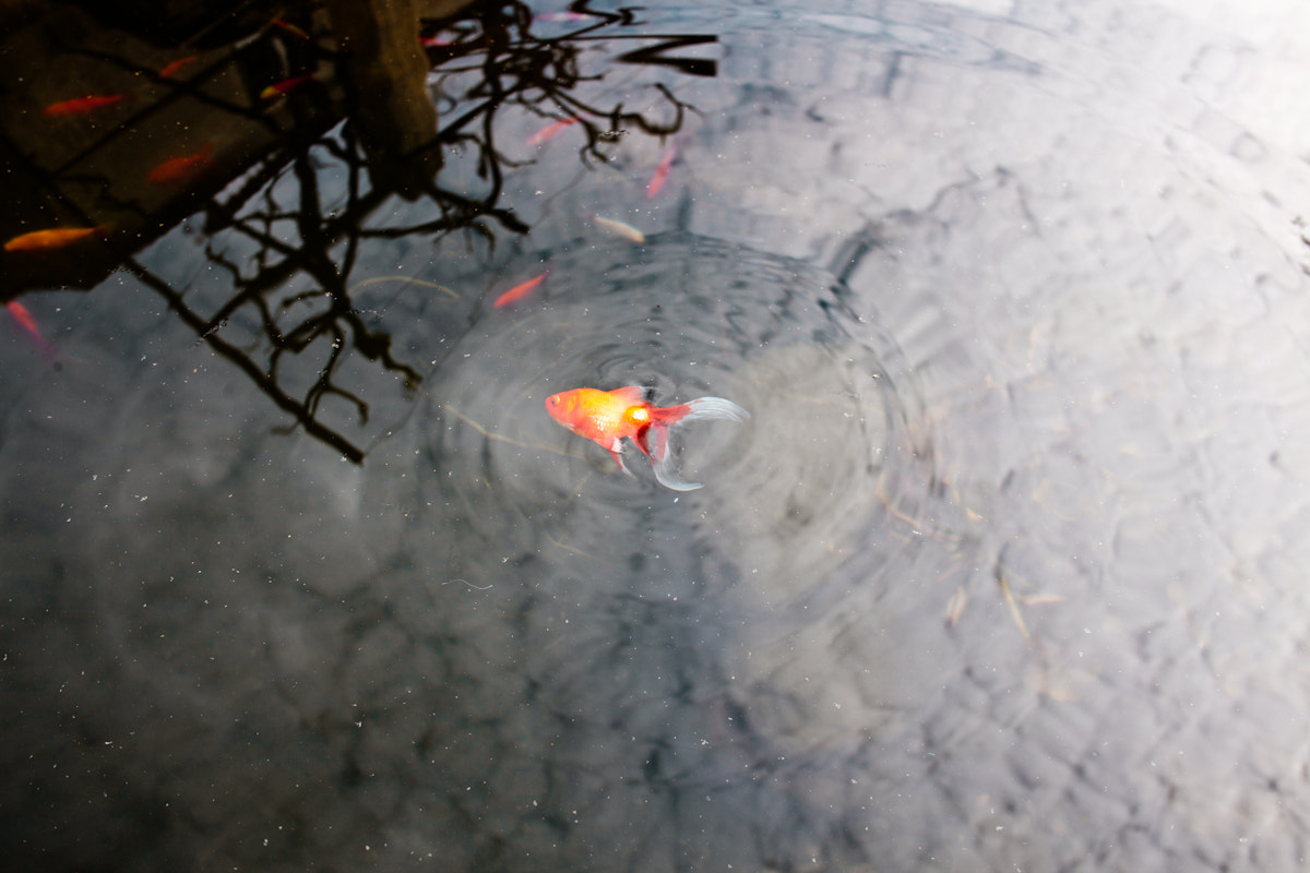 Canon EF 28mm F2.8 IS USM sample photo. The sky is the limit photography