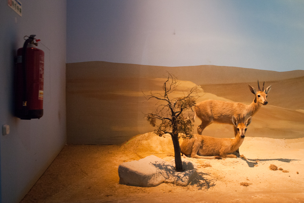 Canon EF 28mm F2.8 IS USM sample photo. Sahara desert photography