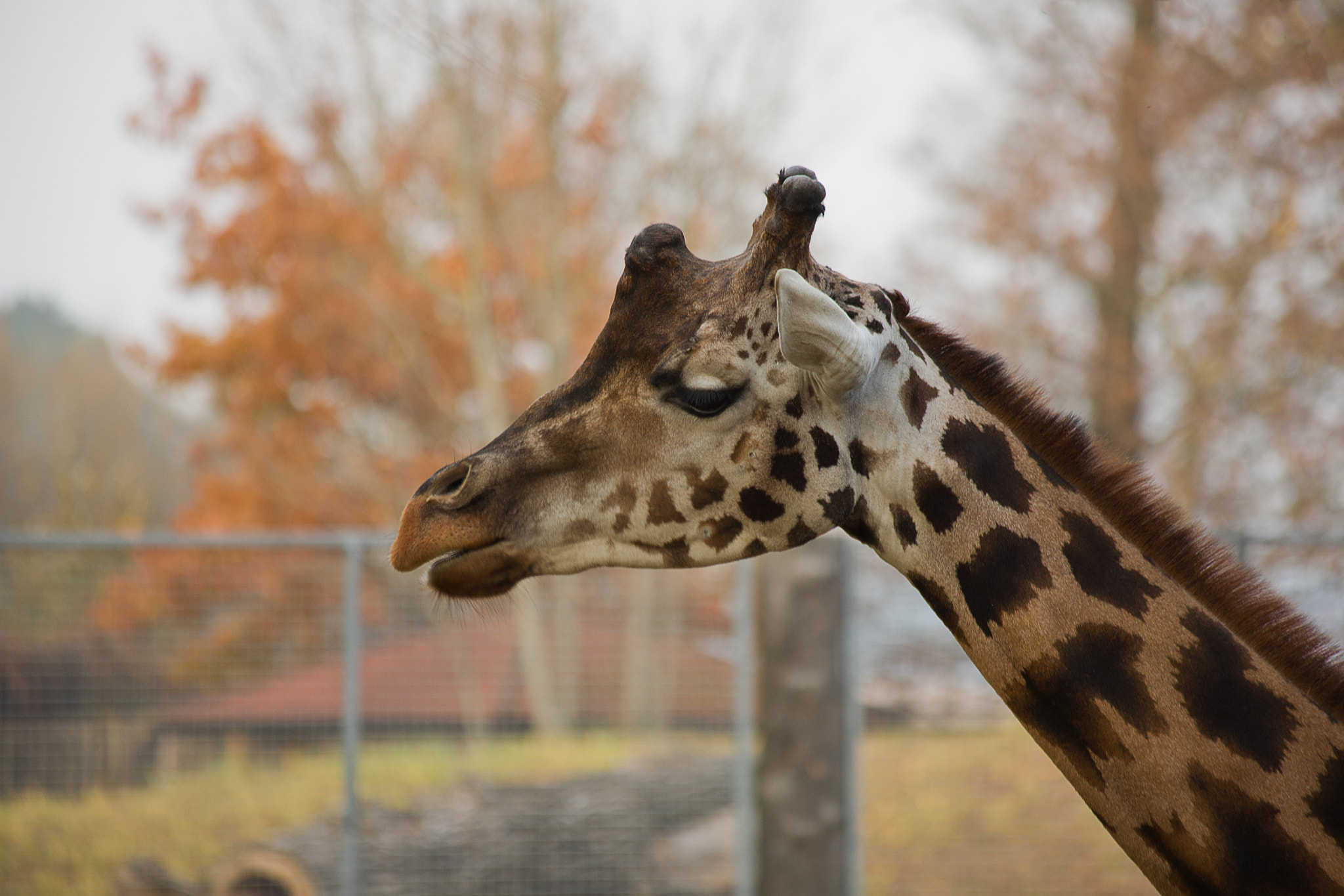 Canon EF 70-300mm F4-5.6 IS USM sample photo. Autumn giraffe photography