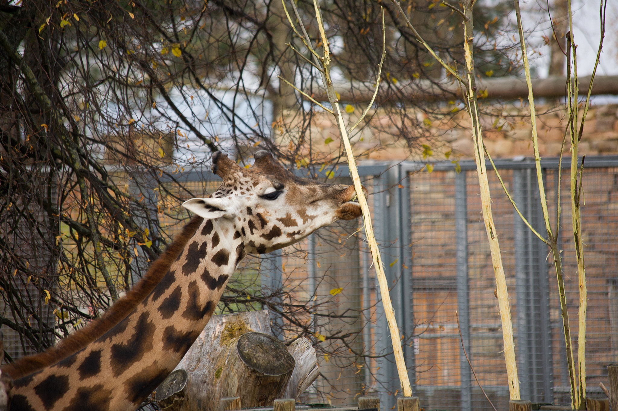 Canon EF 70-300mm F4-5.6 IS USM sample photo. Autumn giraffe photography