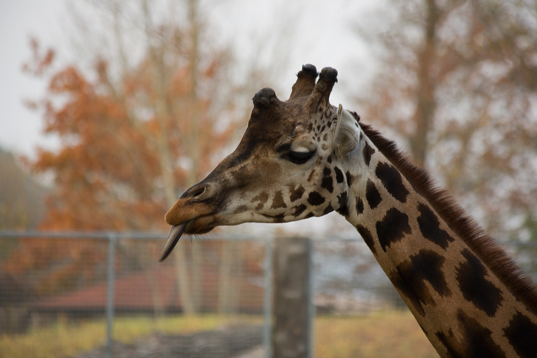 Canon EF 70-300mm F4-5.6 IS USM sample photo. Autumn giraffe photography