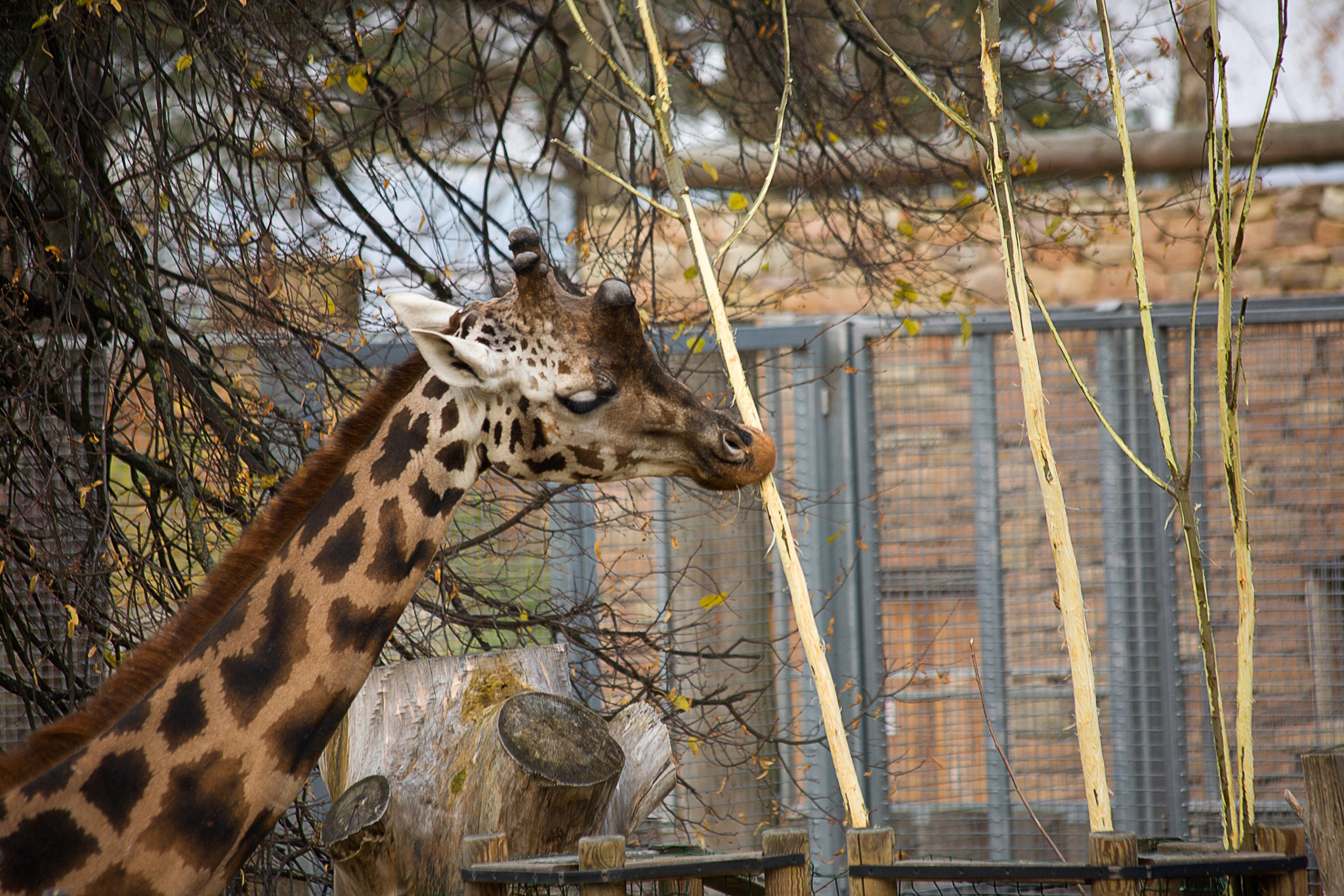 Canon EF 70-300mm F4-5.6 IS USM sample photo. Autumn giraffe photography