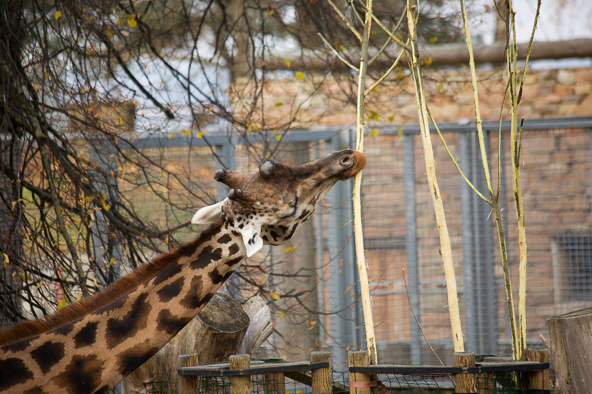Canon EF 70-300mm F4-5.6 IS USM sample photo. Autumn giraffe photography