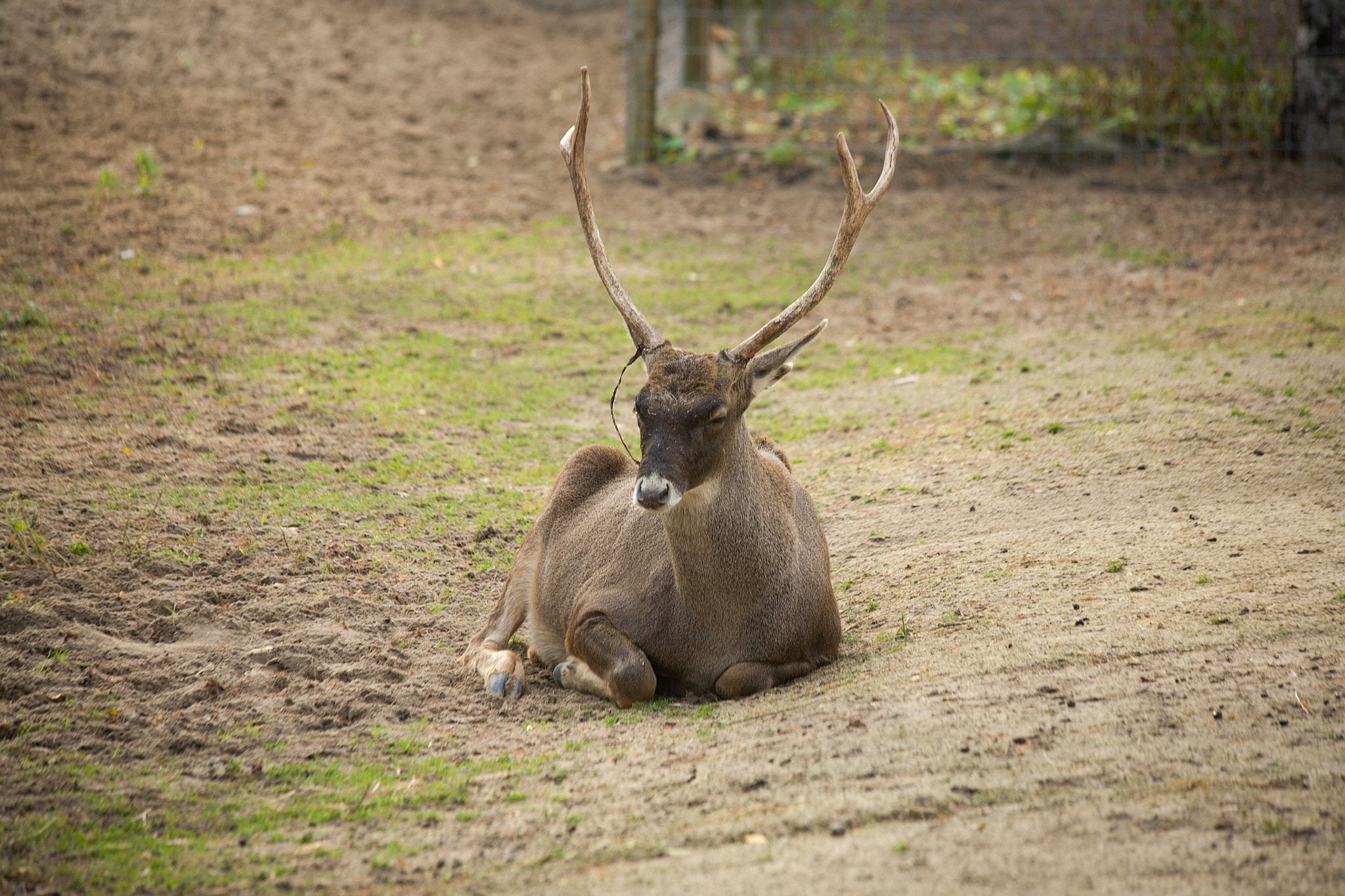 Canon EOS 5D + Canon EF 70-300mm F4-5.6 IS USM sample photo. North deer photography