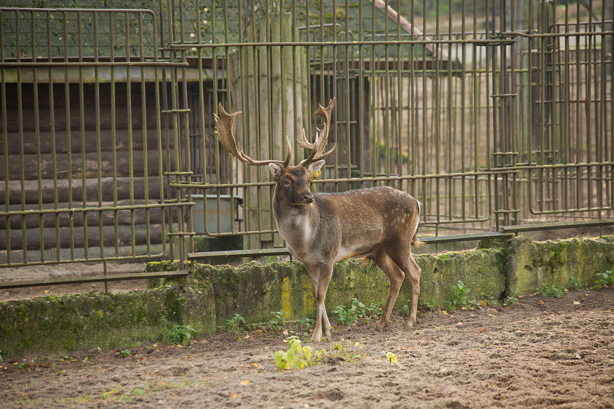 Canon EOS 5D + Canon EF 70-300mm F4-5.6 IS USM sample photo. North deer photography