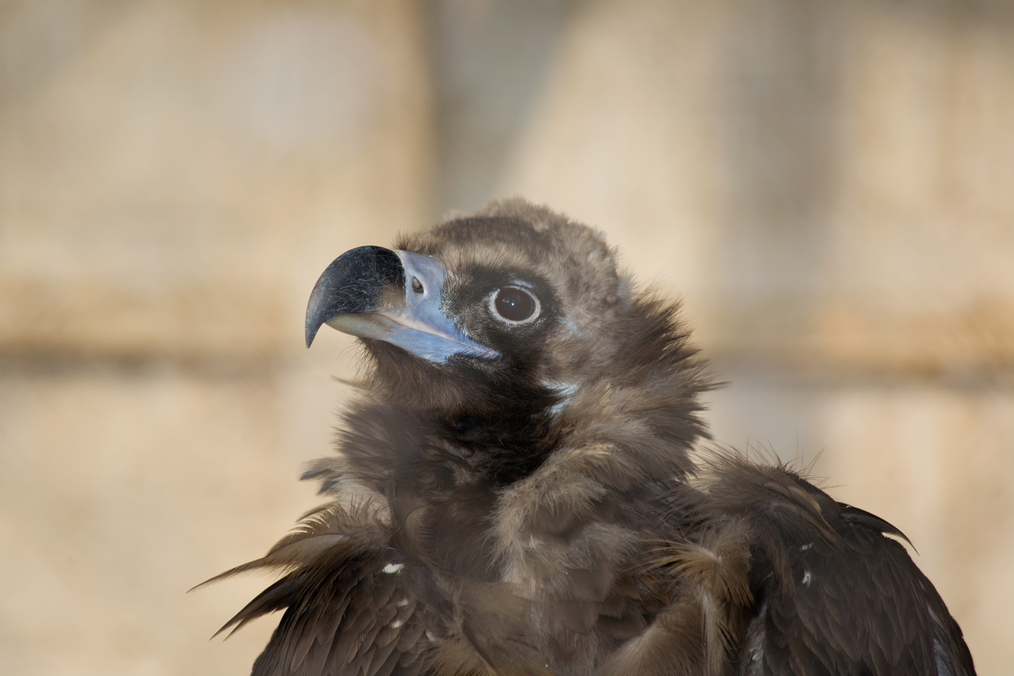 Canon EF 70-300mm F4-5.6 IS USM sample photo. Eagle photography