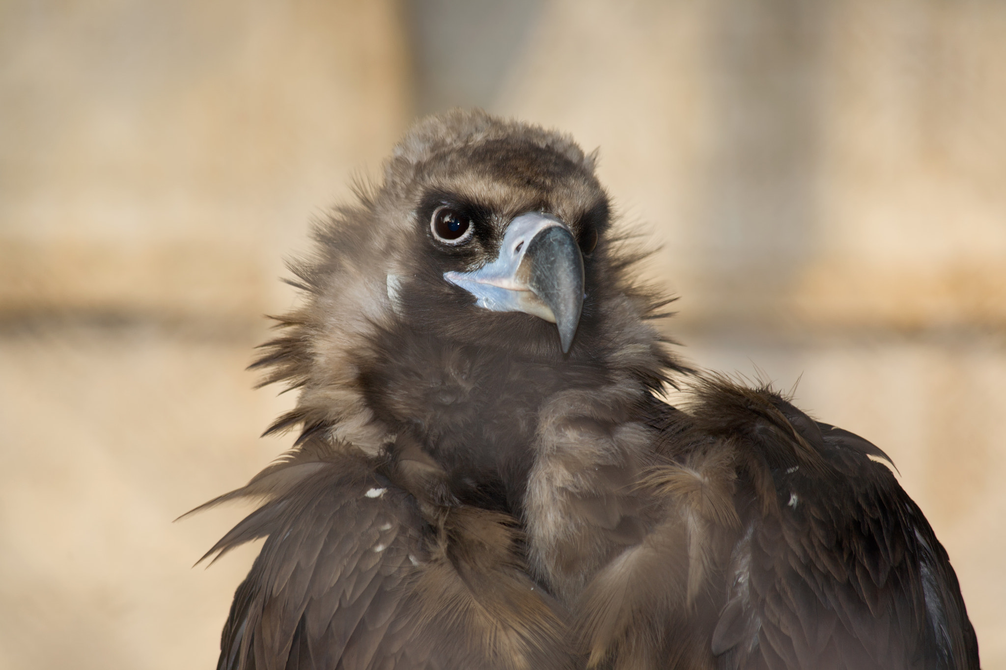 Canon EF 70-300mm F4-5.6 IS USM sample photo. Eagle photography