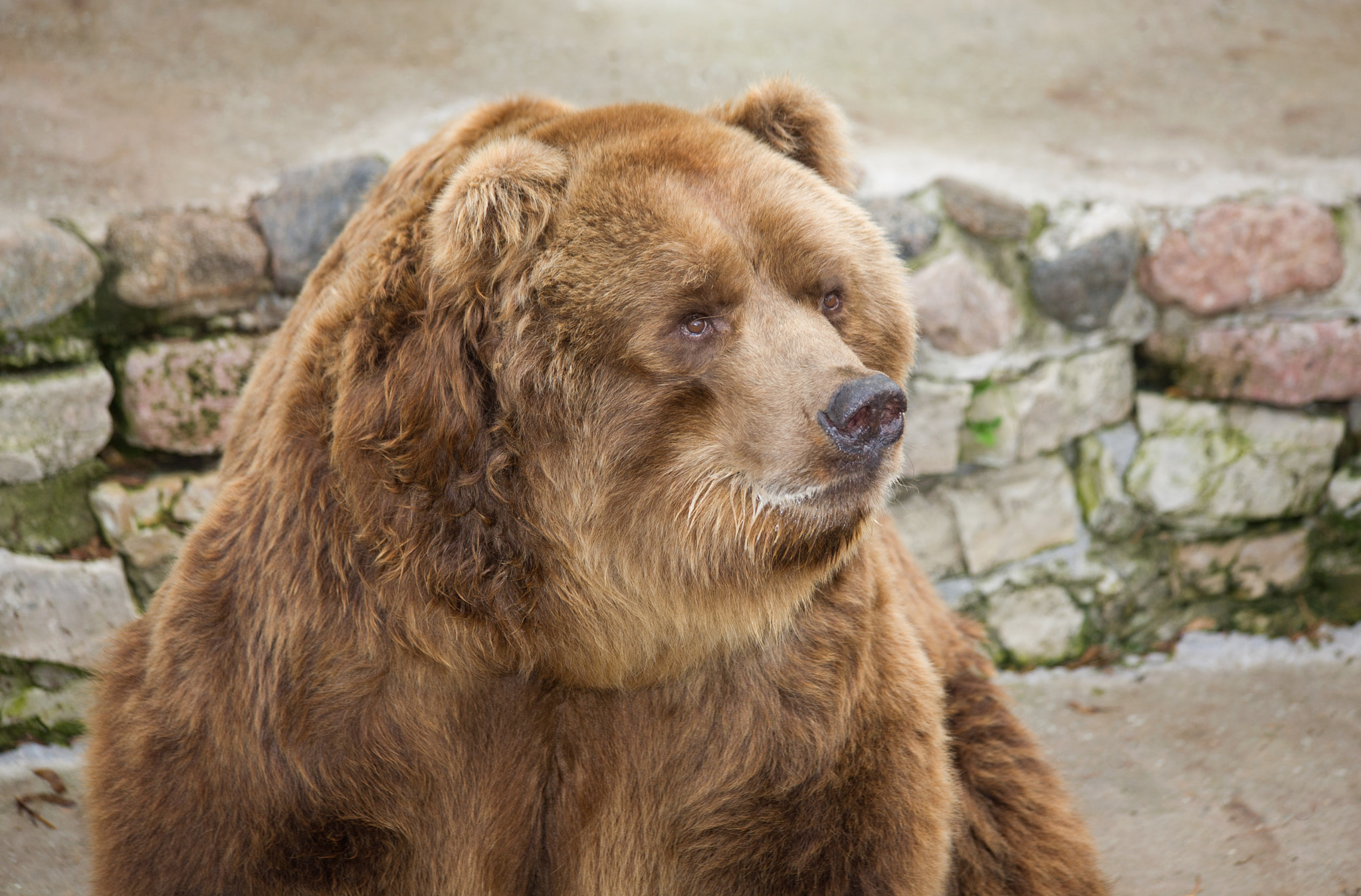 Canon EF 70-300mm F4-5.6 IS USM sample photo. Bear photography