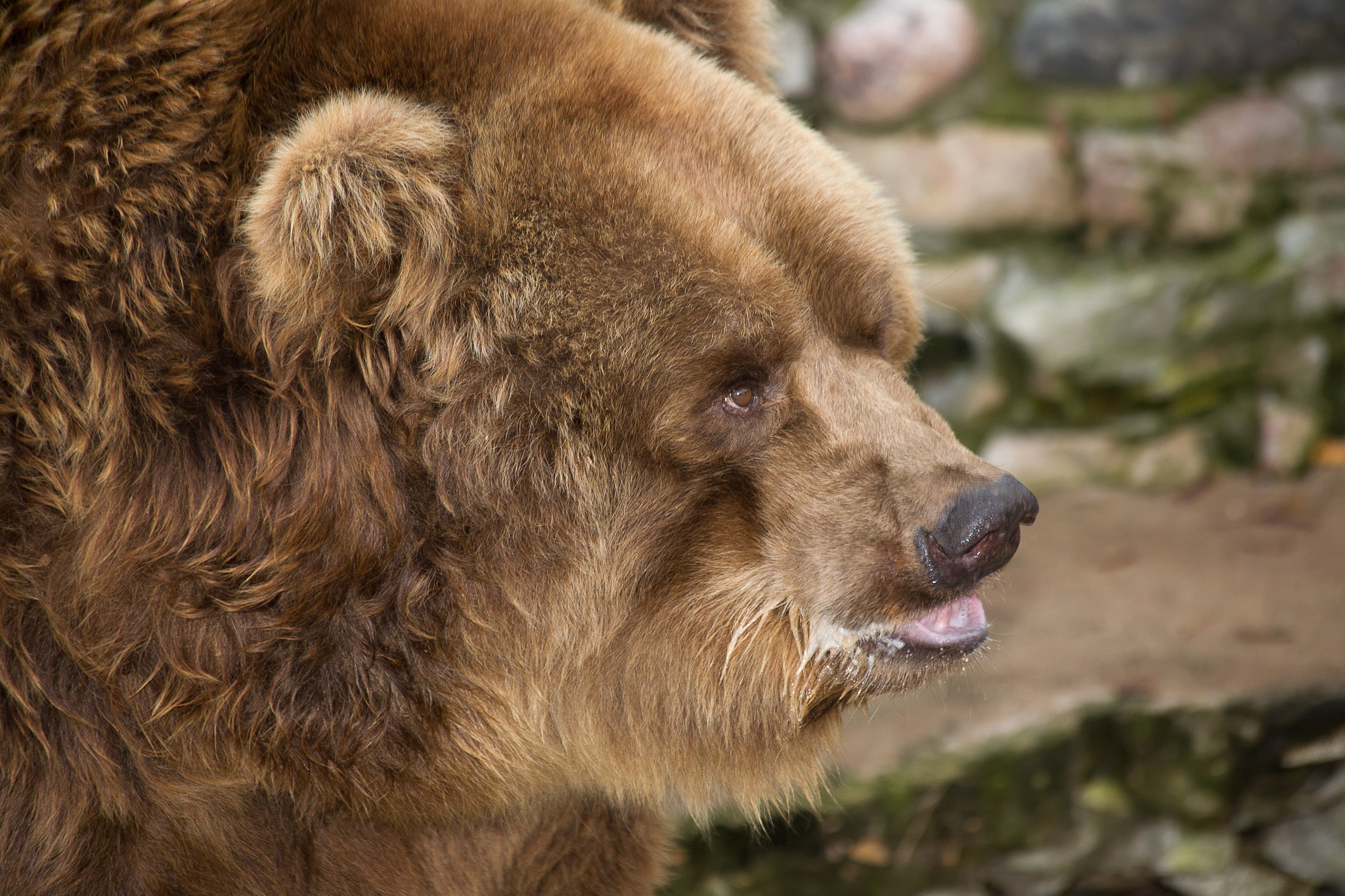 Canon EOS 5D + Canon EF 70-300mm F4-5.6 IS USM sample photo. Bear photography