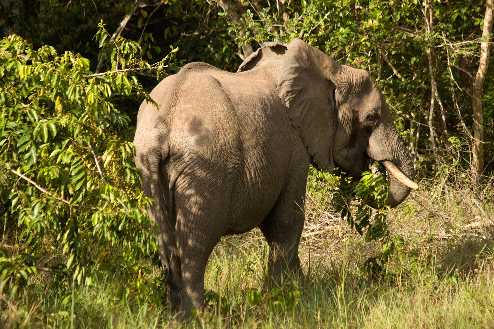 Canon EOS 30D + Canon EF 70-300mm F4-5.6 IS USM sample photo. African elefant photography