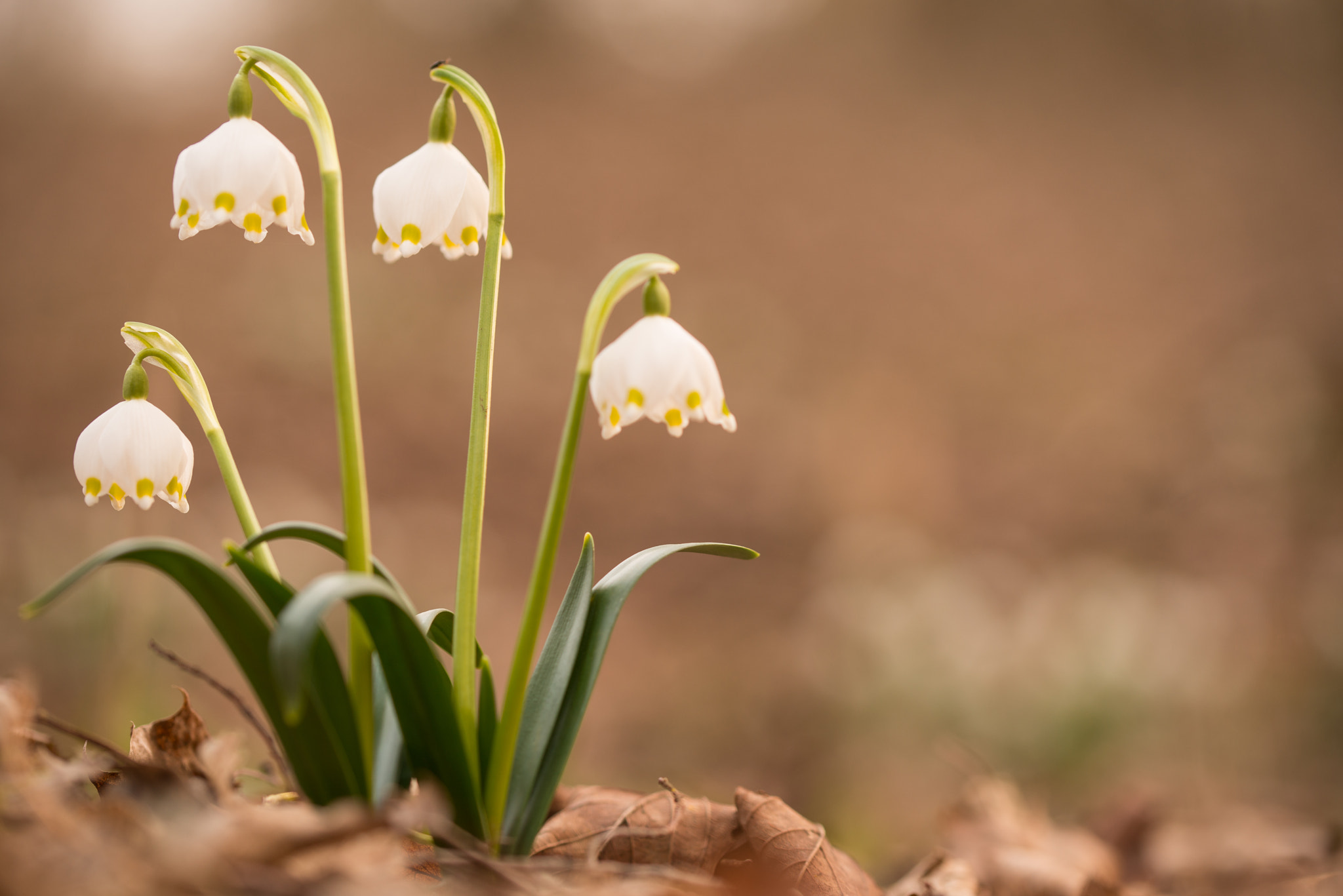 Sigma 105mm F2.8 EX DG OS HSM sample photo. Spring snowflake photography