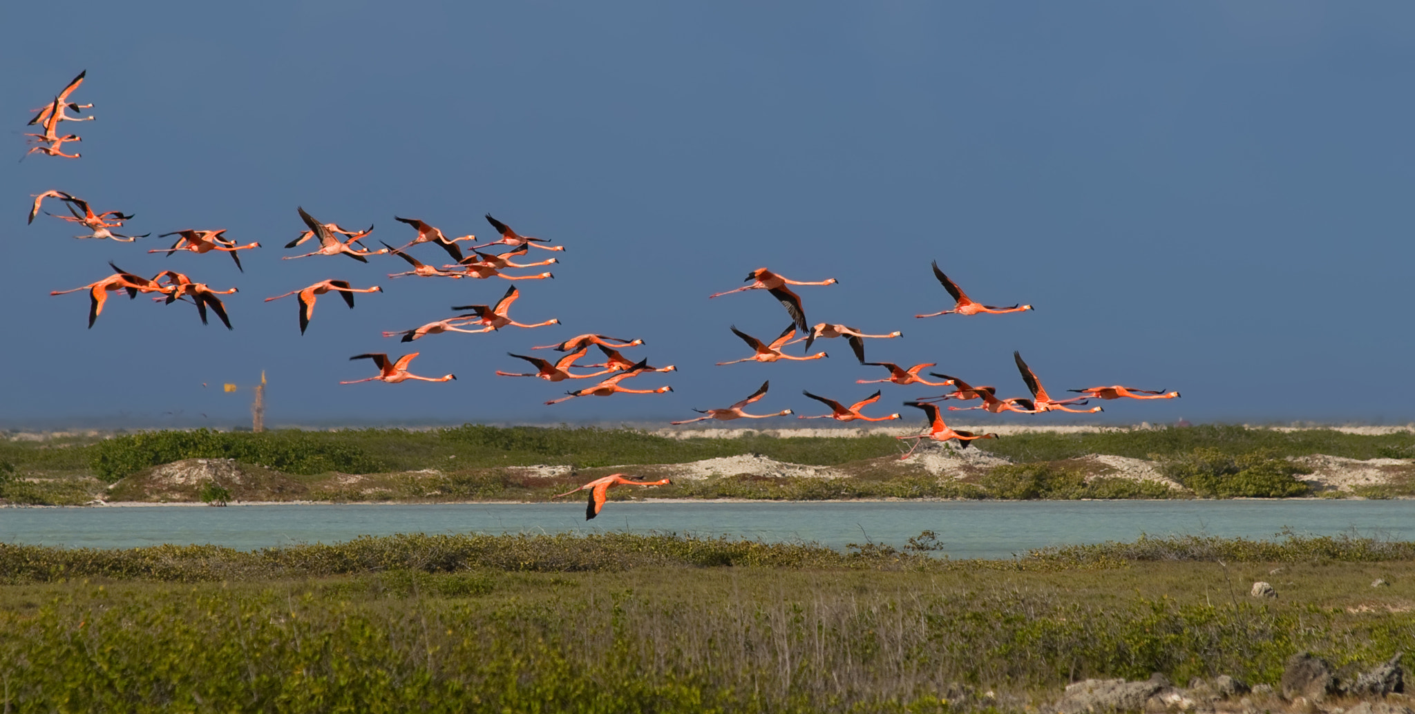 Canon EOS 30D sample photo. Flamingo photography