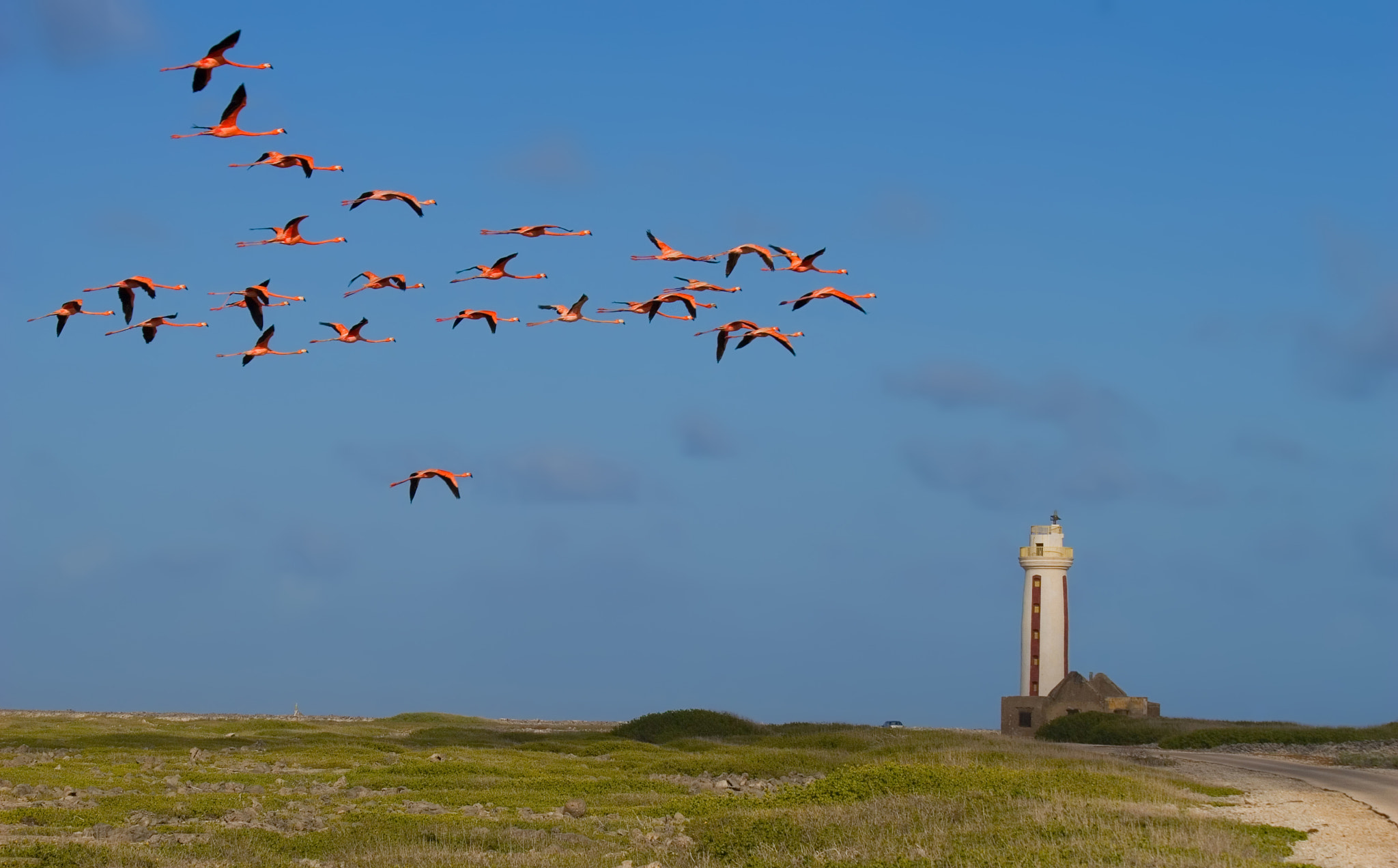 Canon EOS 30D sample photo. Flamingo photography