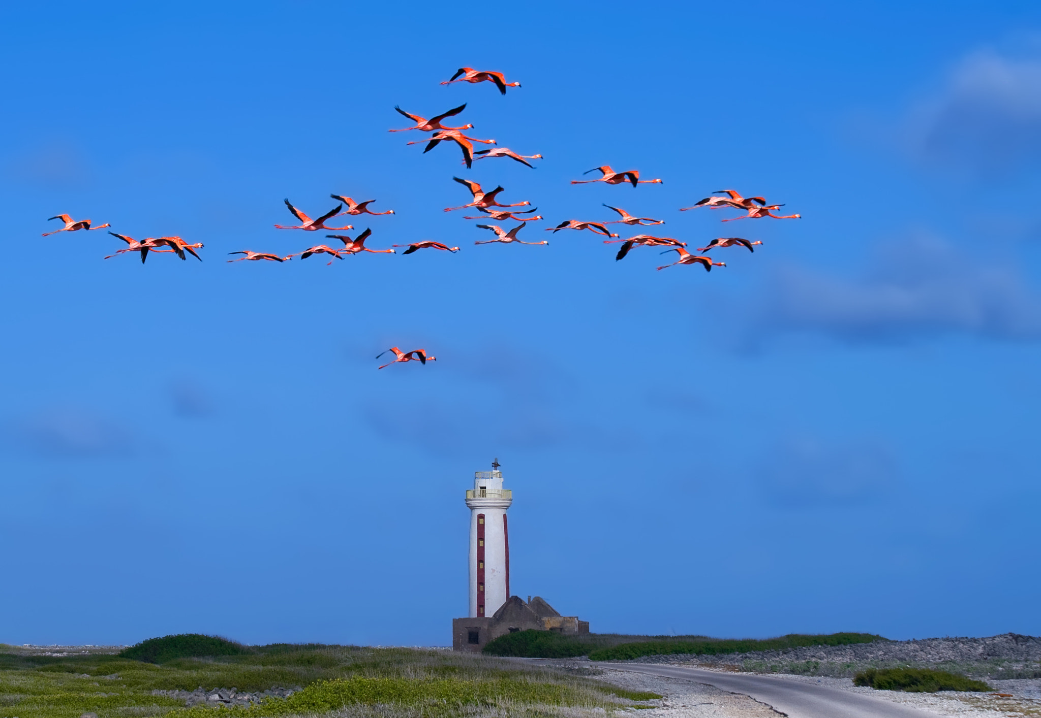 Canon EOS 30D sample photo. Flamingo photography