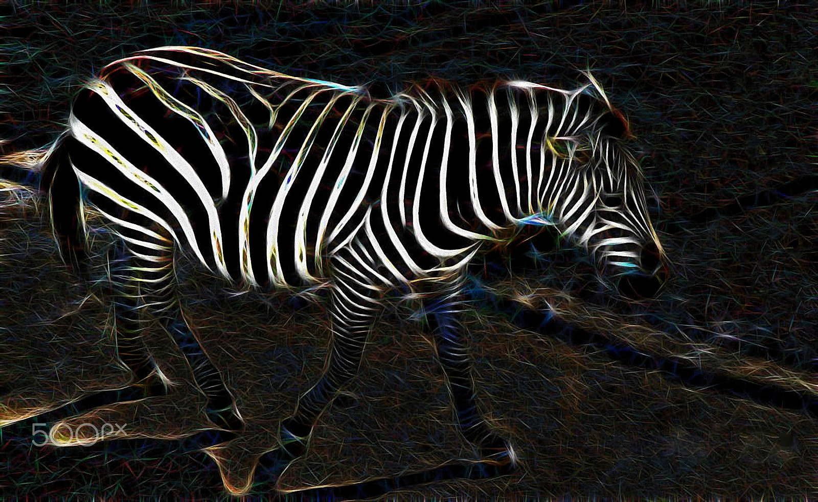 Nikon D70s sample photo. A zebra photography