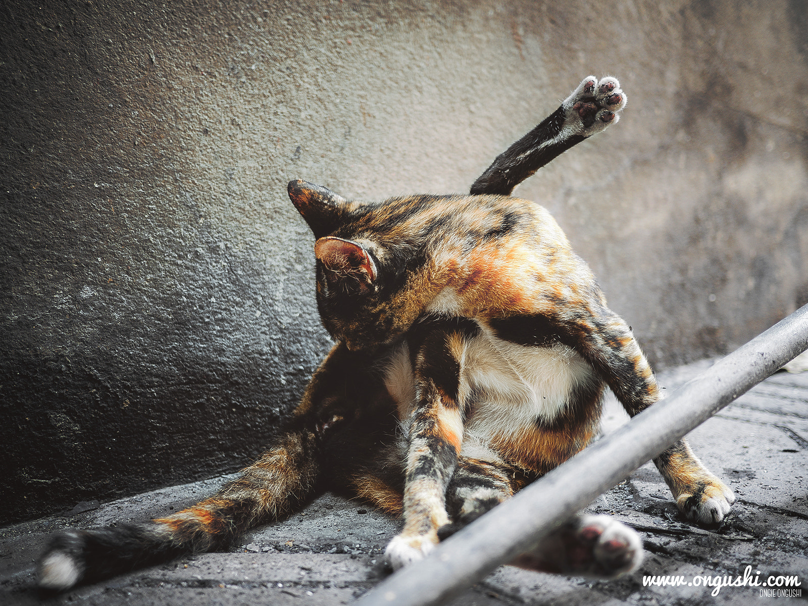 LUMIX G 20/F1.7 II sample photo. Cat 82: advance yoga photography