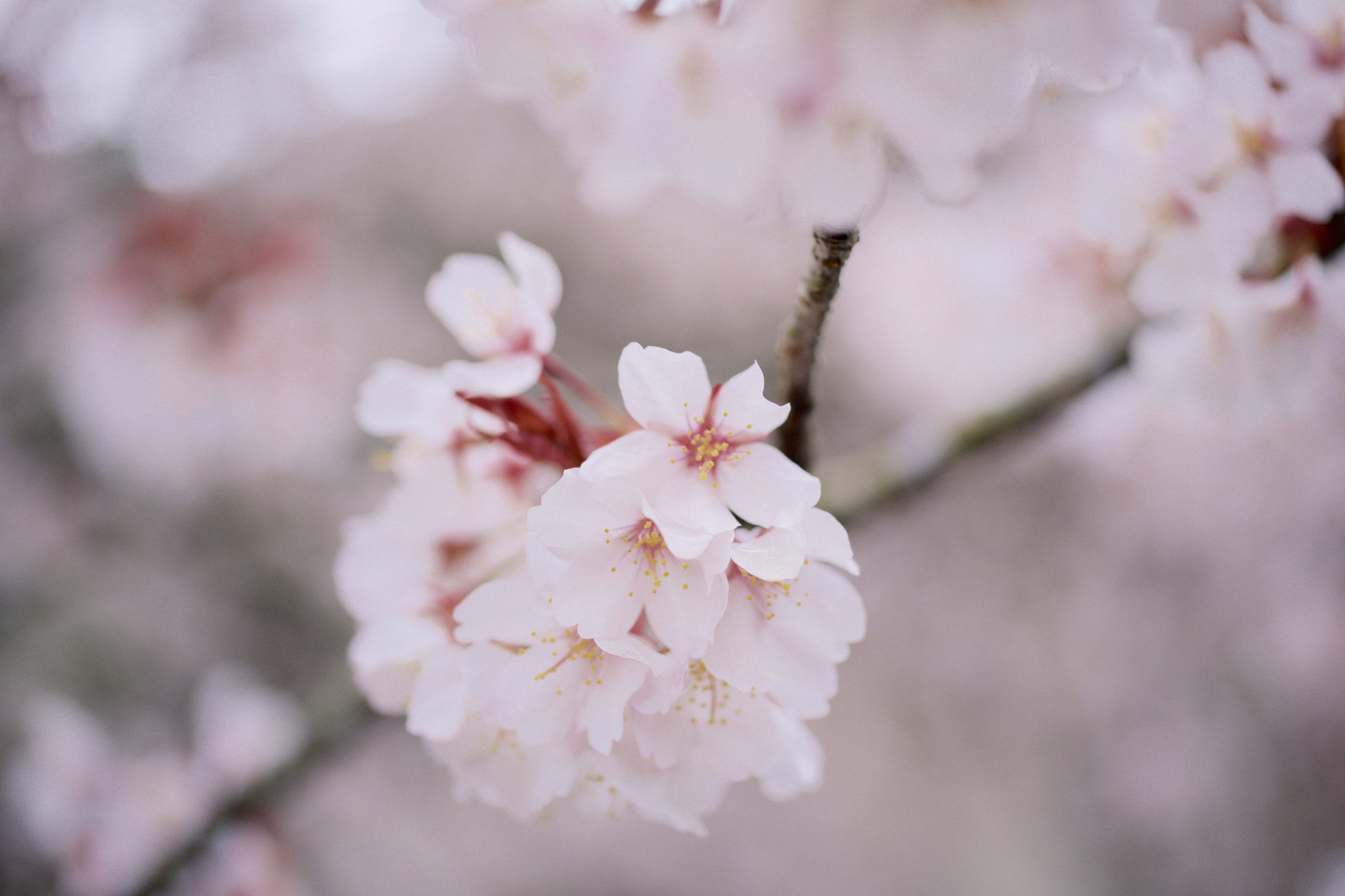 Sony 50mm F2.8 Macro sample photo. Spring in kyoto photography
