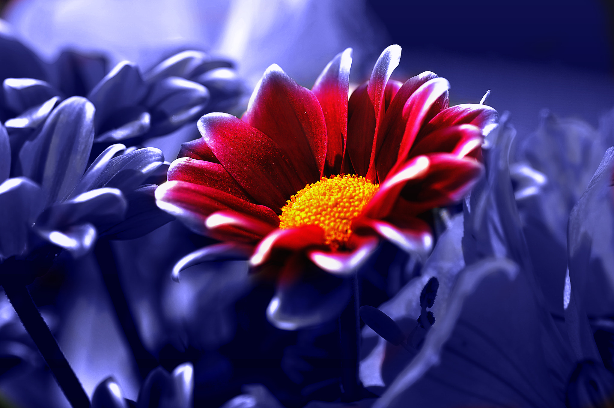 Nikon D300 + AF Micro-Nikkor 105mm f/2.8 sample photo. Цветы photography
