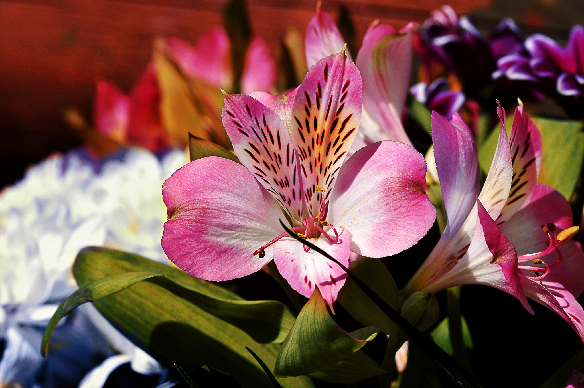 Nikon D300 + AF Micro-Nikkor 105mm f/2.8 sample photo. Цветы photography