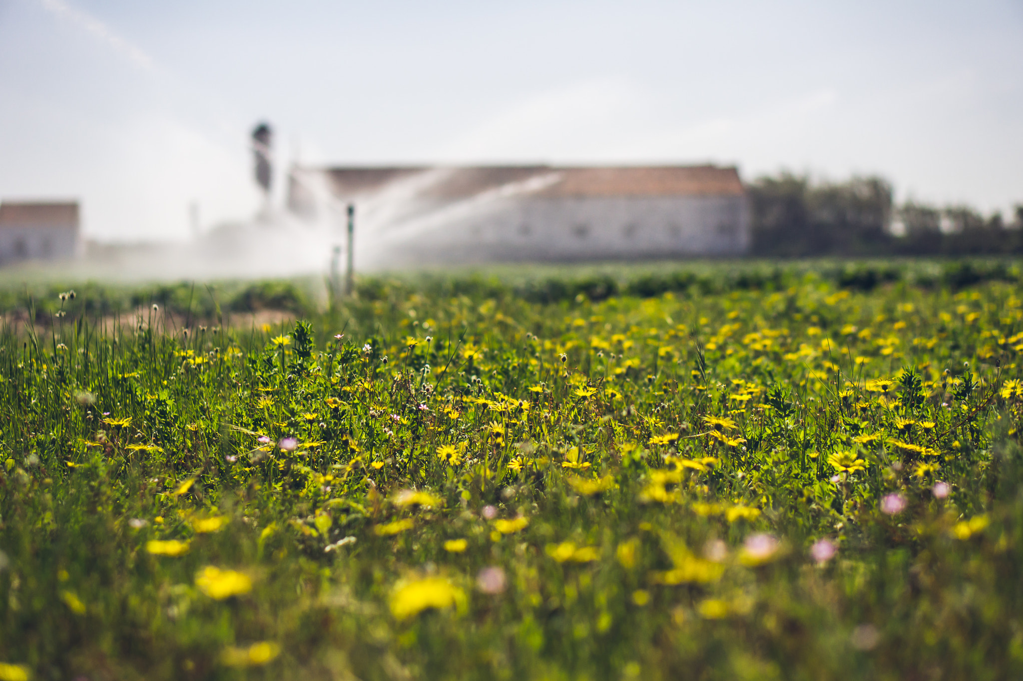 Sony Alpha NEX-5 + E 50mm F1.8 OSS sample photo. Irrigating! photography