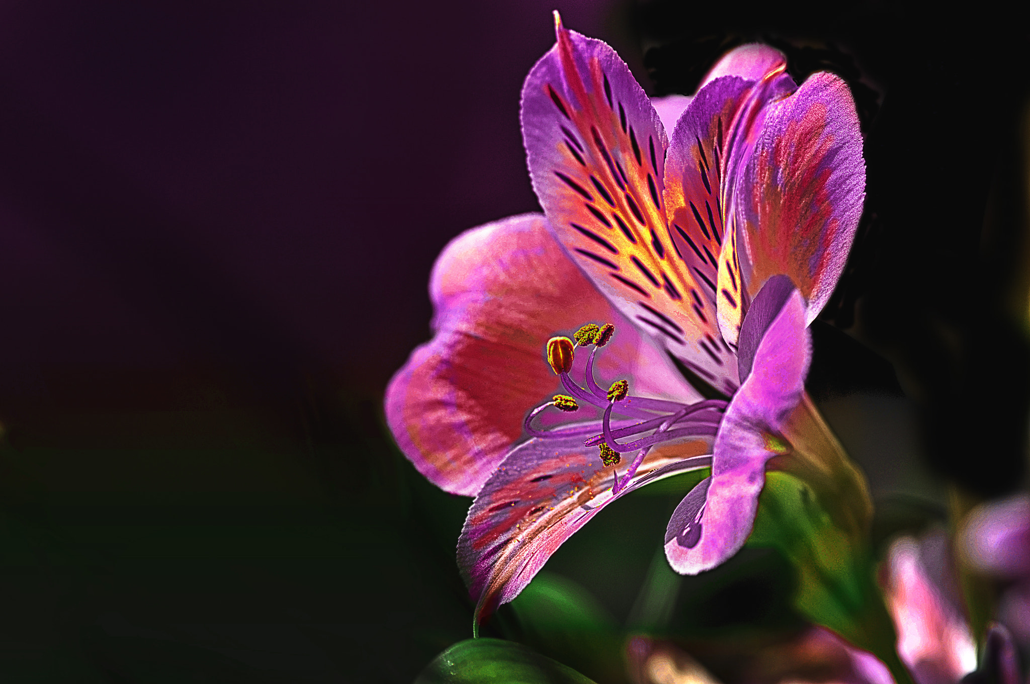 Nikon D300 + AF Micro-Nikkor 105mm f/2.8 sample photo. Цветок photography