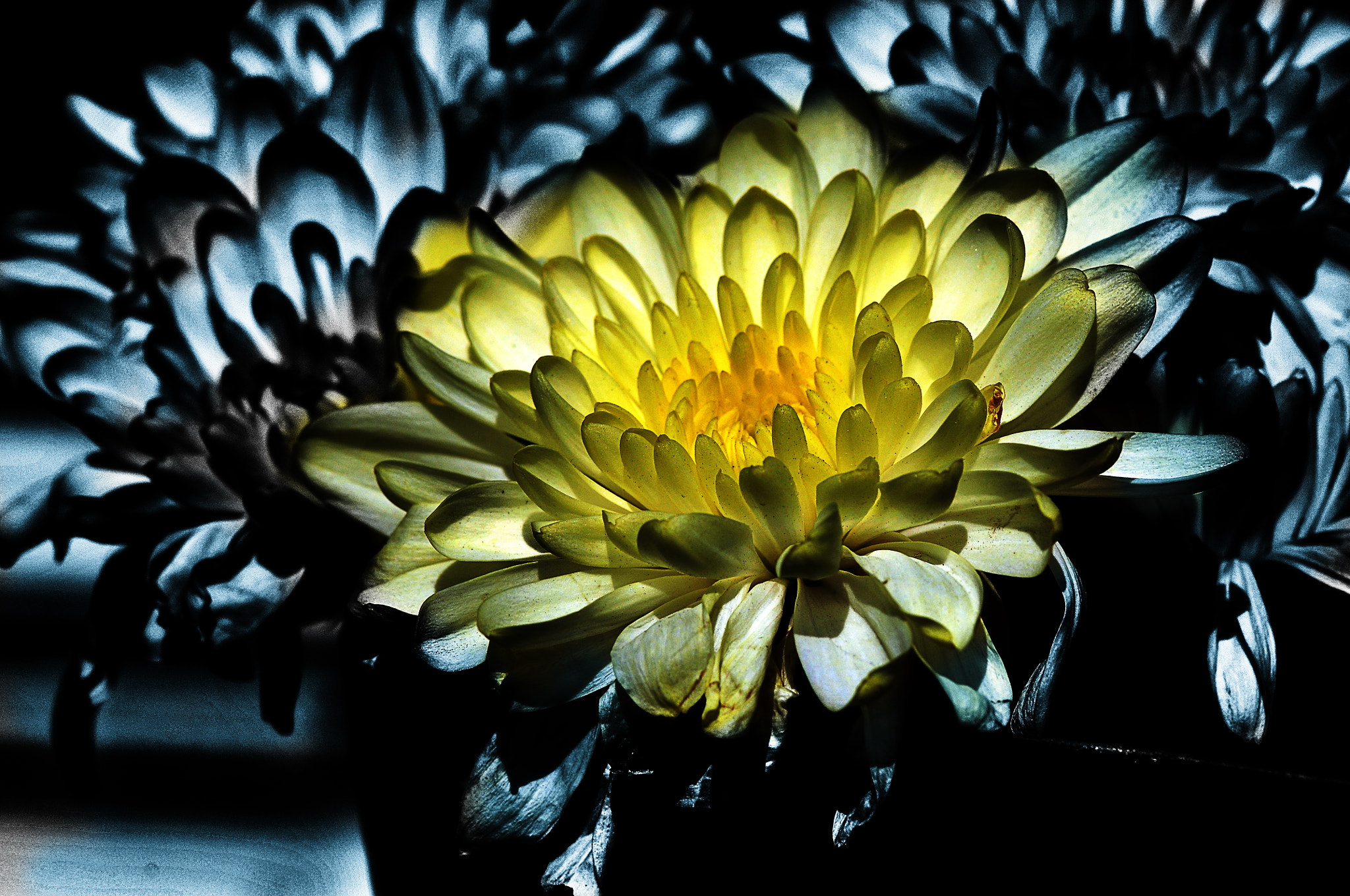Nikon D300 + AF Micro-Nikkor 105mm f/2.8 sample photo. Цветок photography