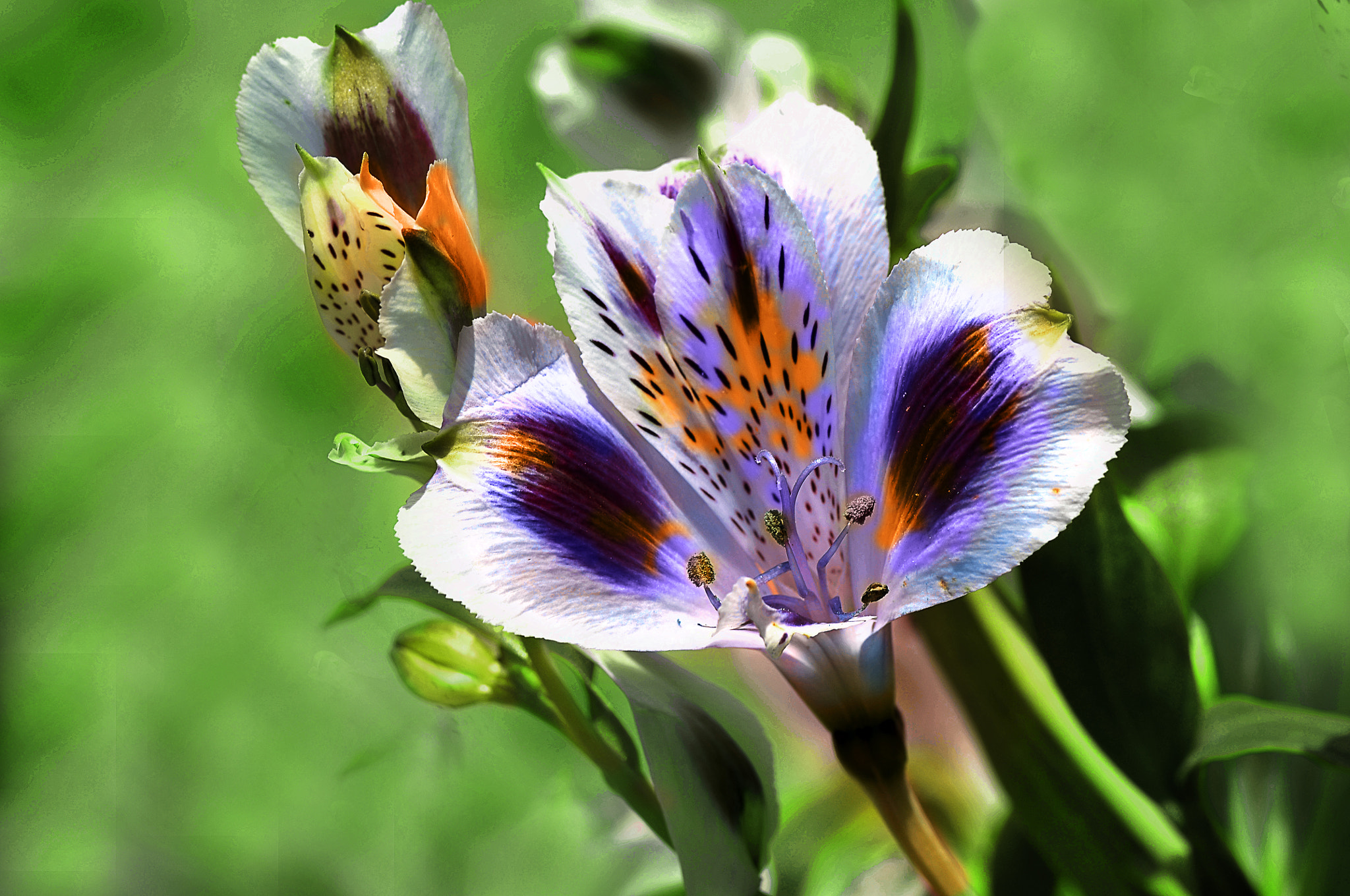 Nikon D300 + AF Micro-Nikkor 105mm f/2.8 sample photo. Цветы photography