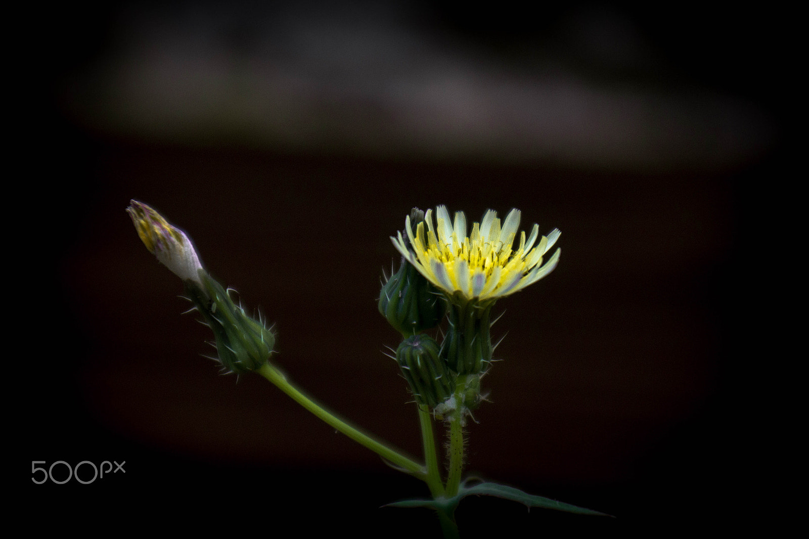 Canon EOS 7D + Sigma 18-50mm F2.8-4.5 DC OS HSM sample photo. Flowers life photography