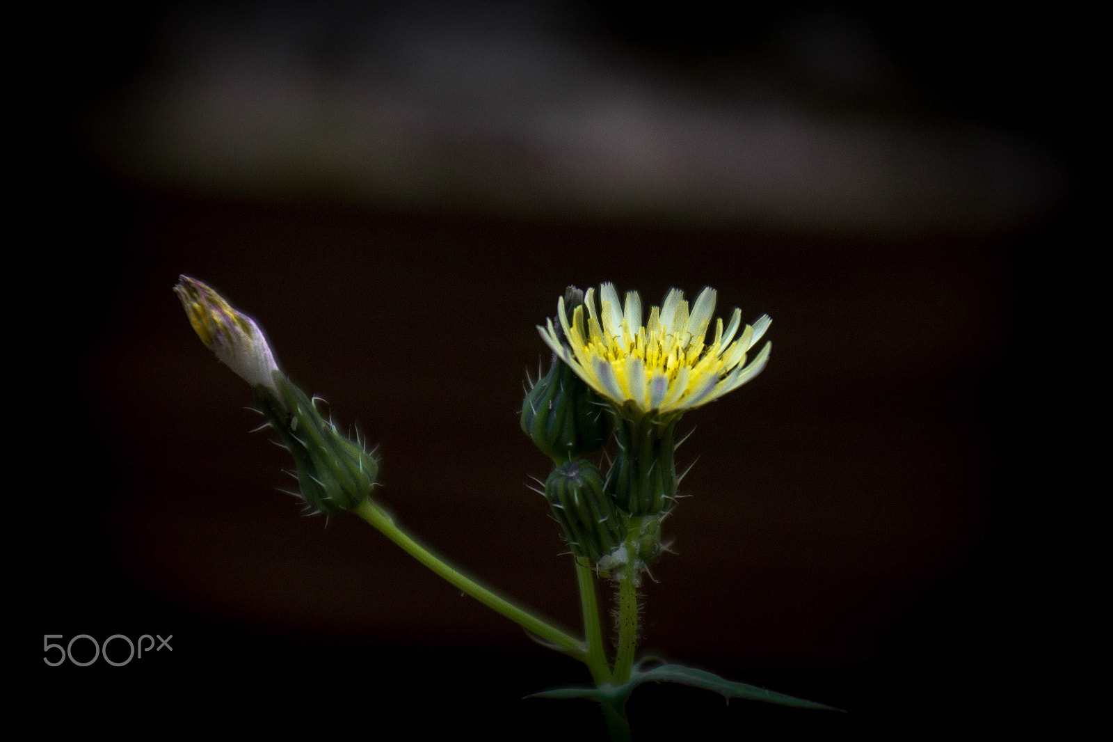 Sigma 18-50mm F2.8-4.5 DC OS HSM sample photo. Flowers life photography